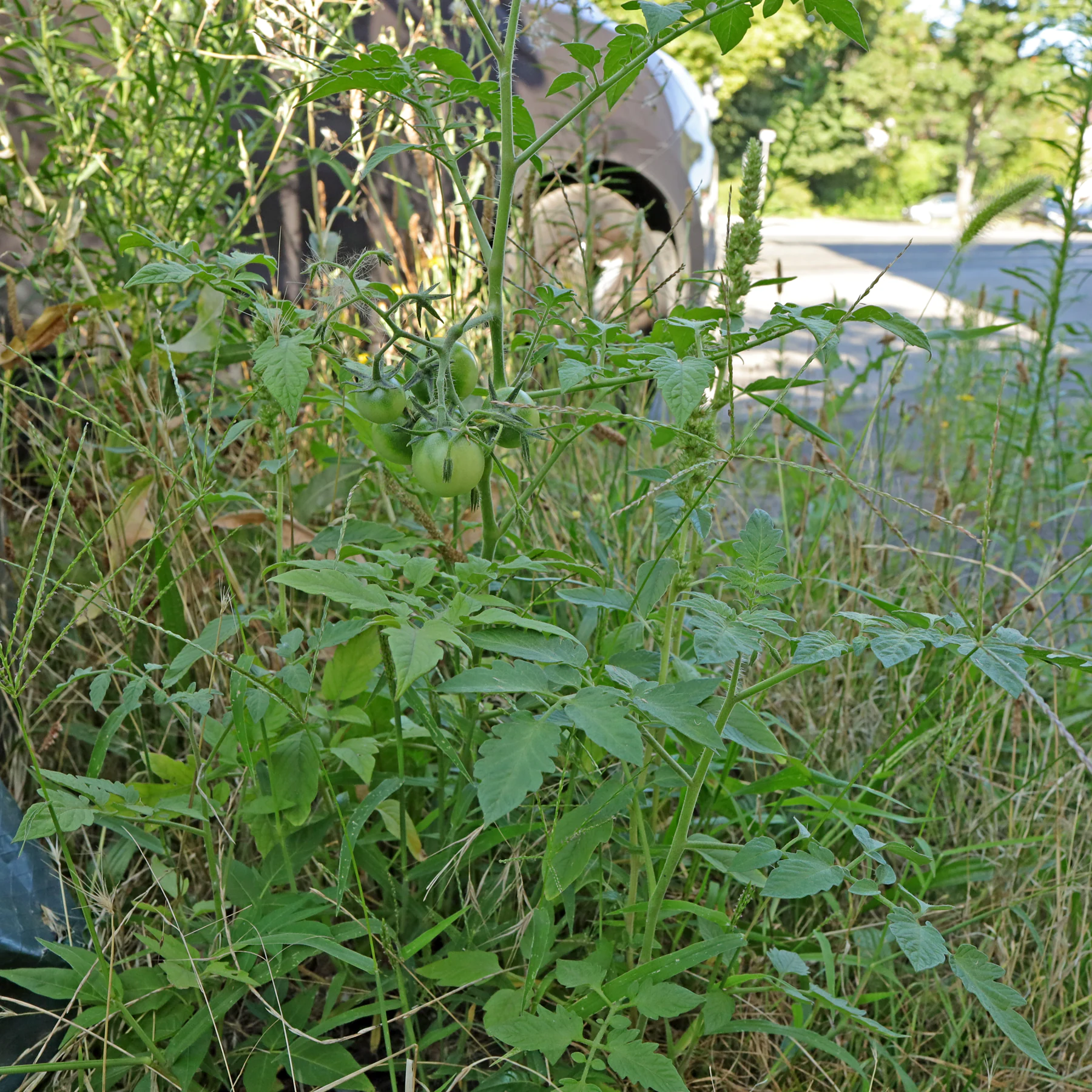 verwilderte Tomate Früchte