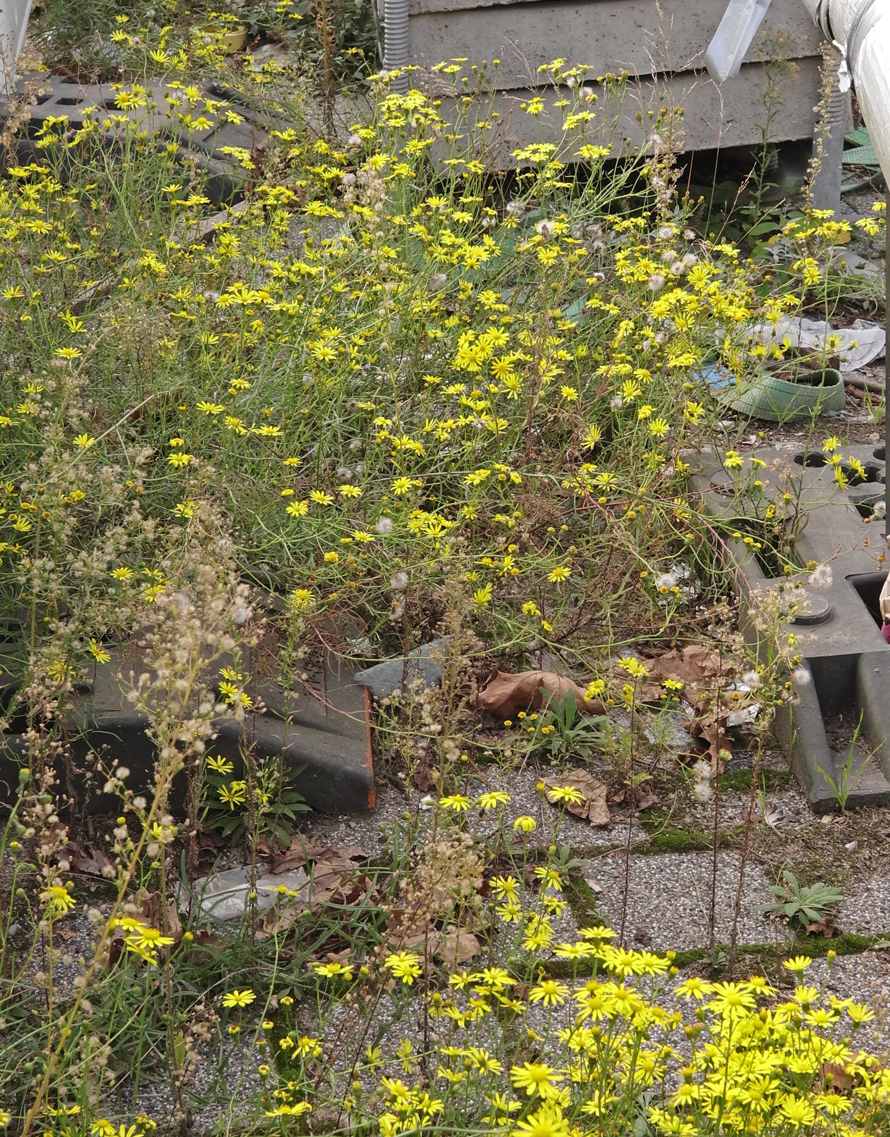 Greiskraut auf Baustelle