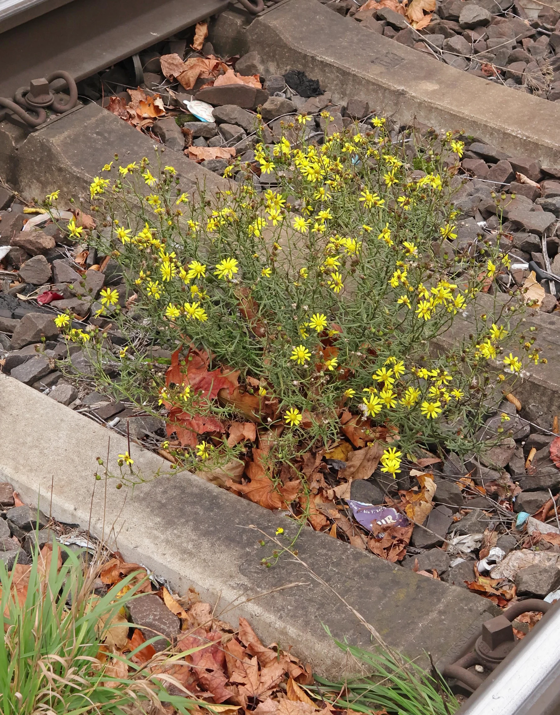 Greiskraut zwischen Bahnschienen
