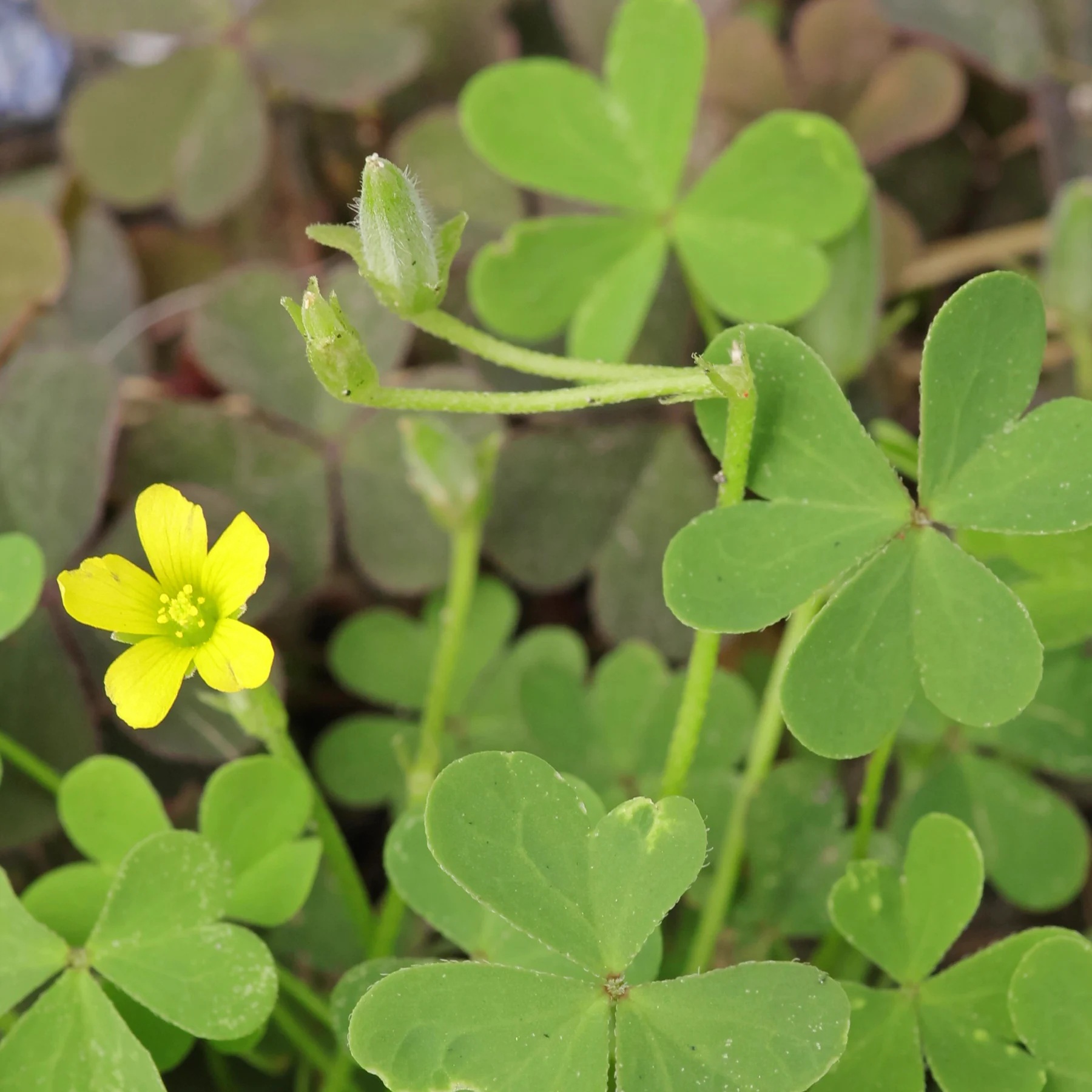 Horn Sauerklee Oxalis corniculata