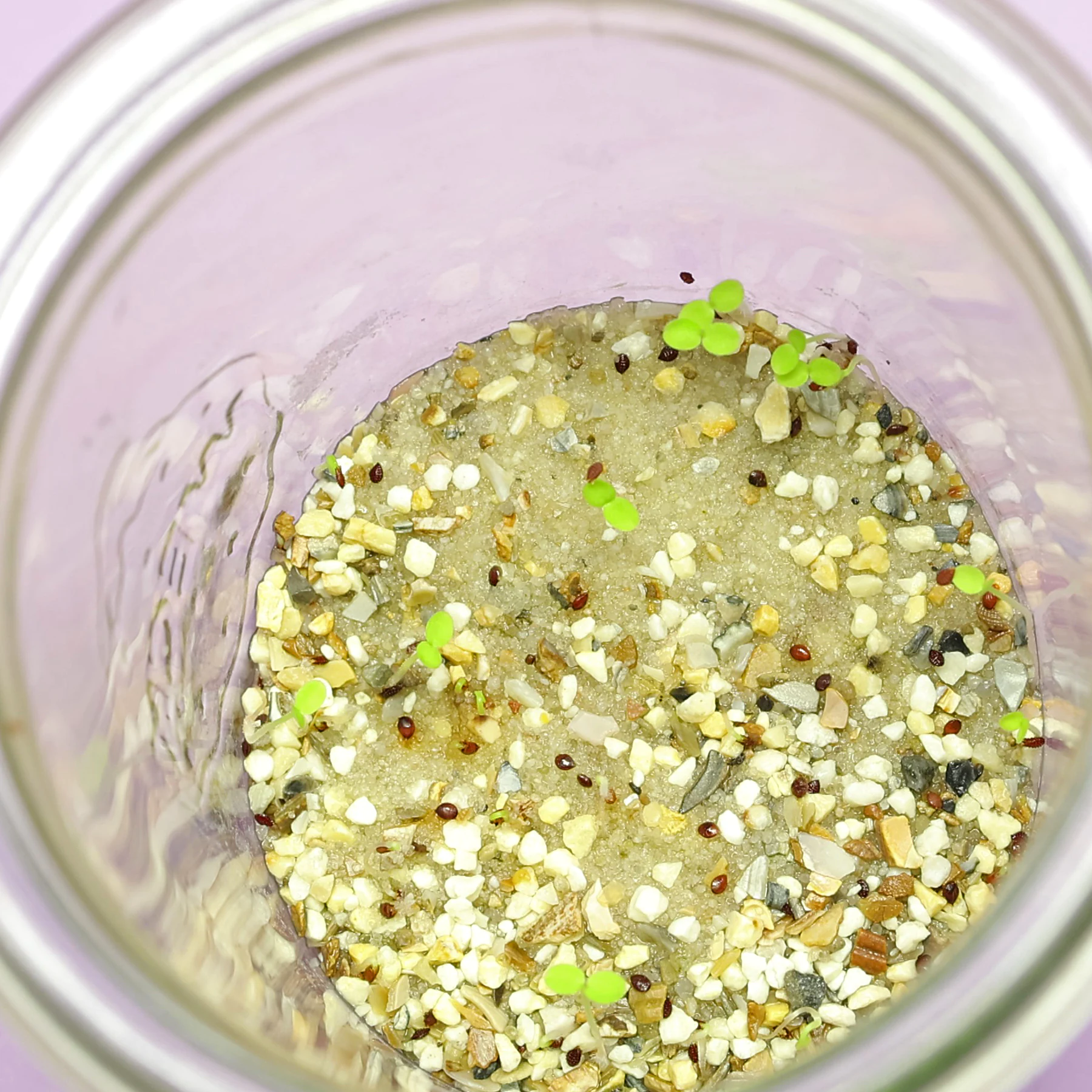 Horn Sauerklee Samen keimen