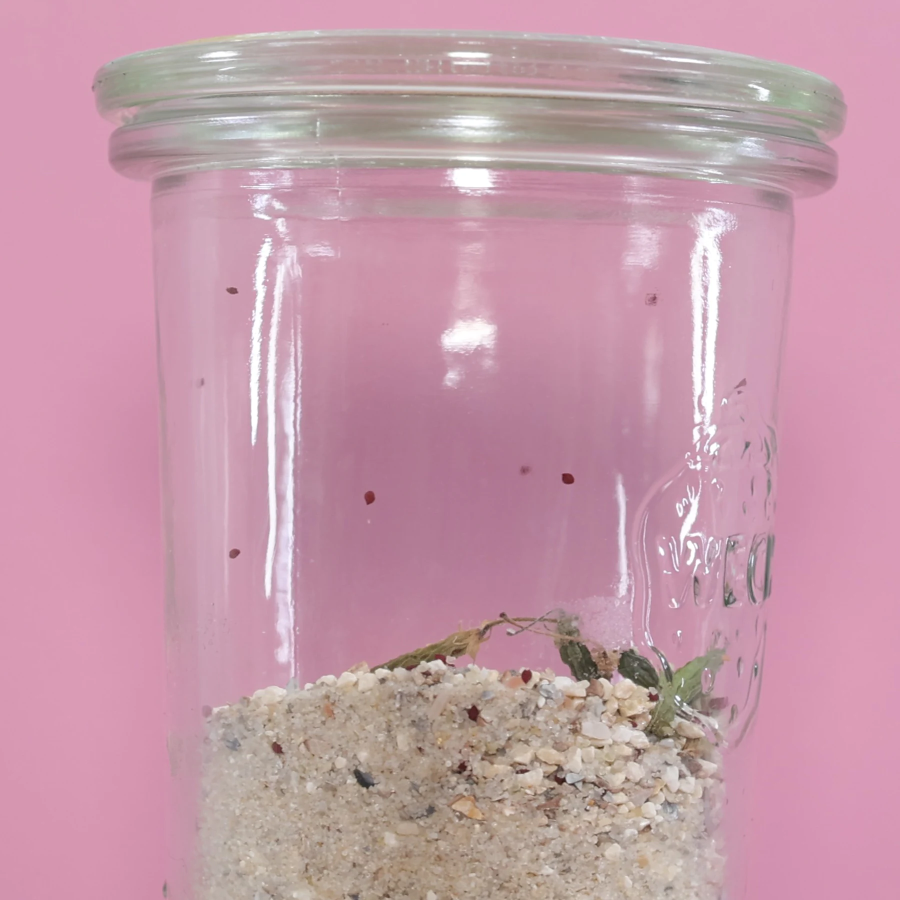 Horn Sauerklee Samen