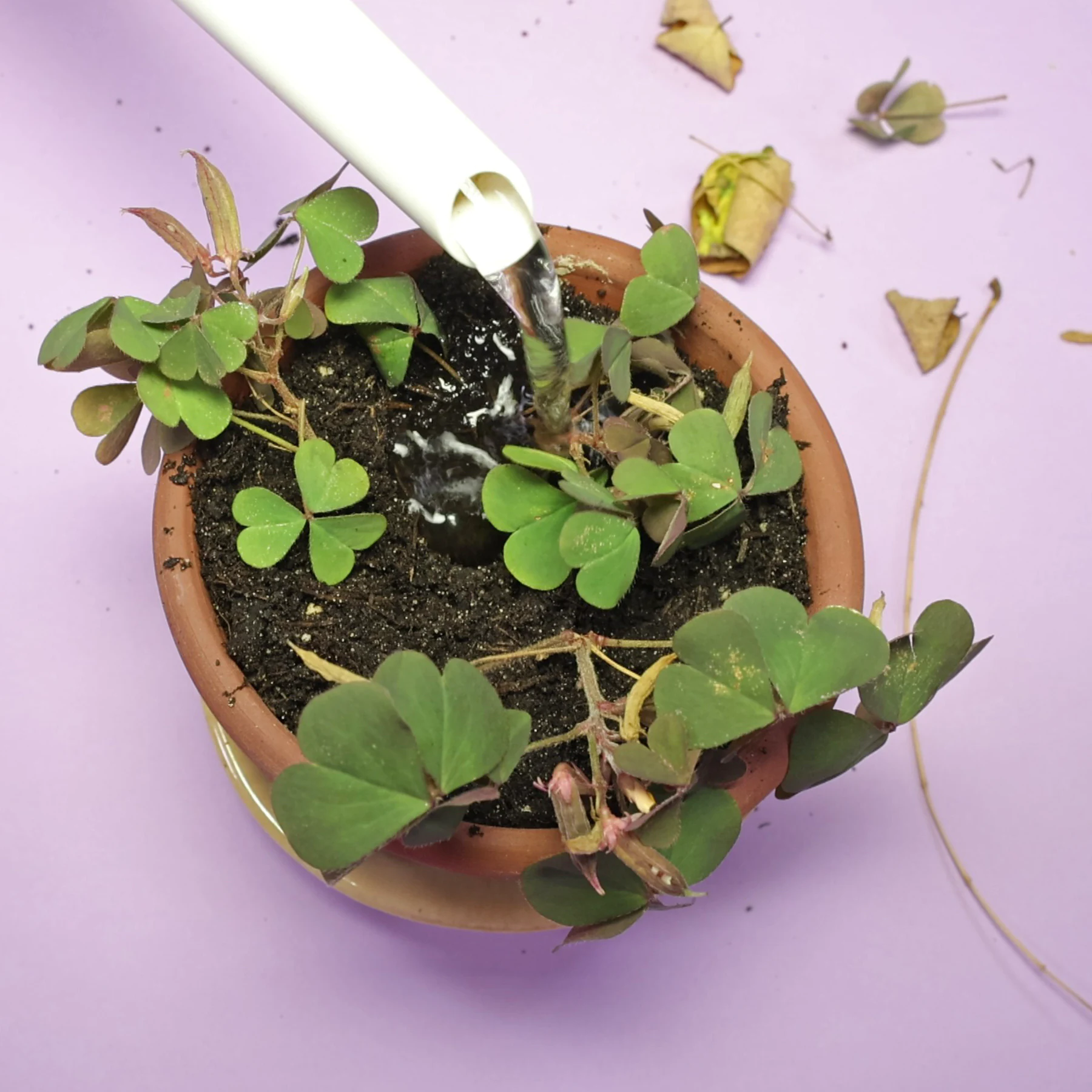 Horn Sauerklee Stecklinge