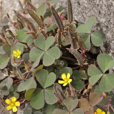 Oxalis corniculata Gehörnter Sauerklee