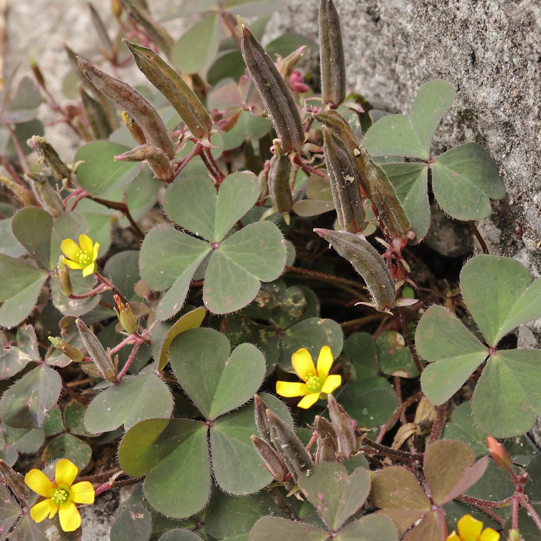 Oxalis corniculata Gehörnter Sauerklee