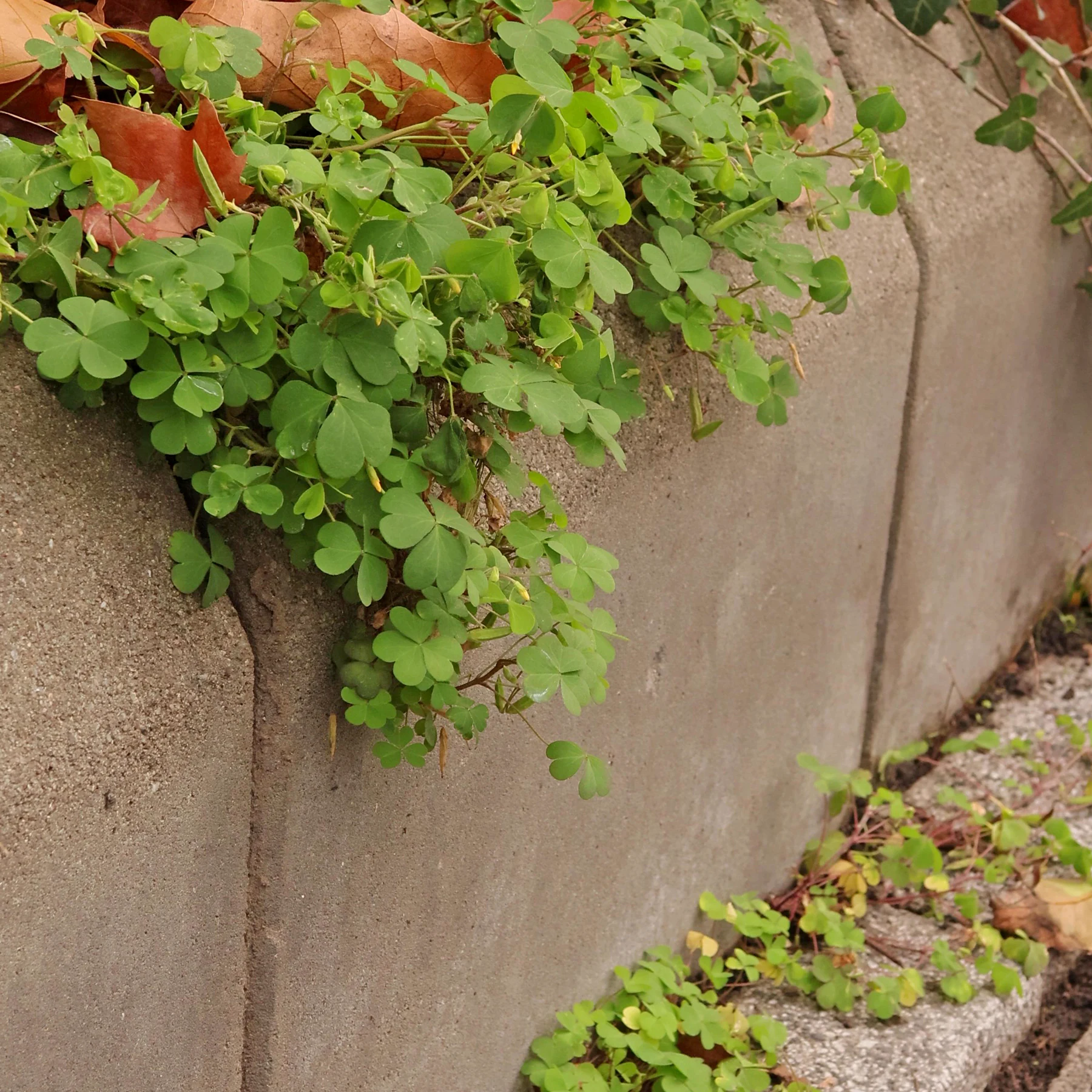 Oxalis corniculata am Wegrand