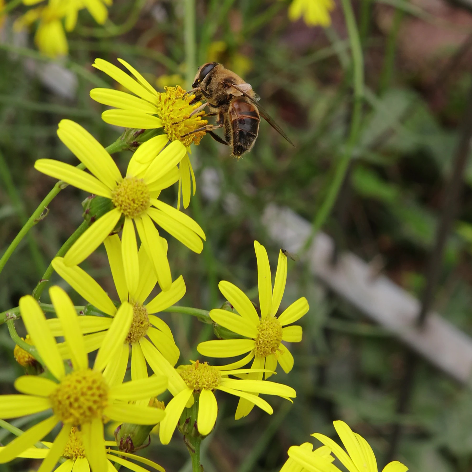 Schwebfliege auf Greiskraut Sencio