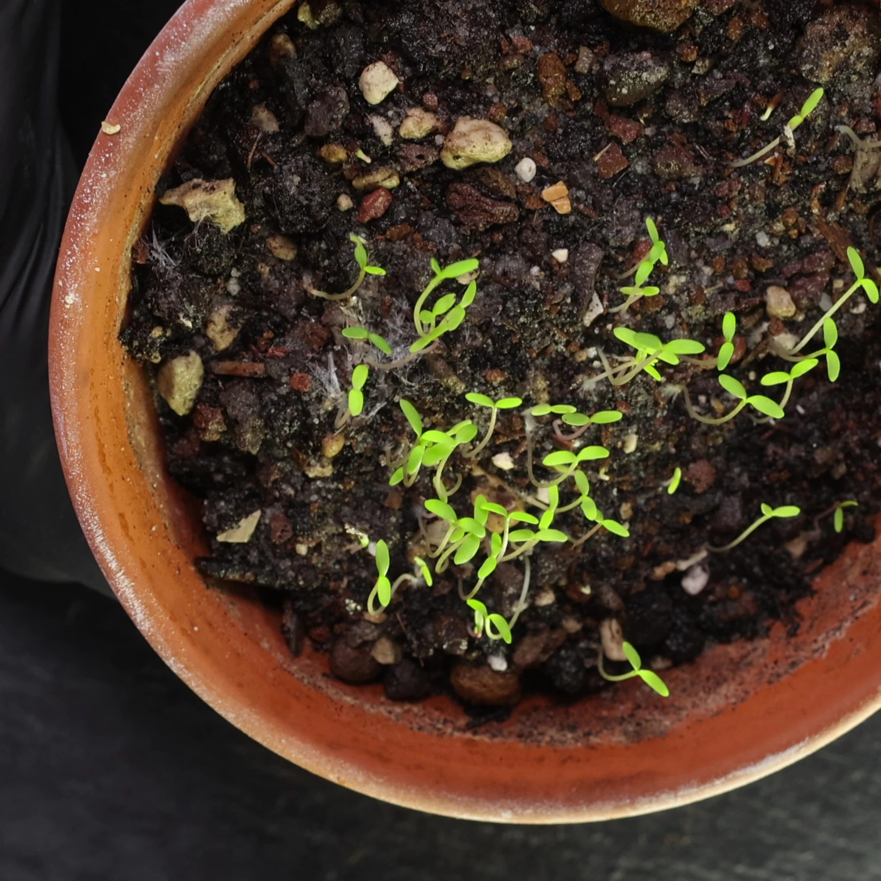 Senecio inaequidens Sämlinge