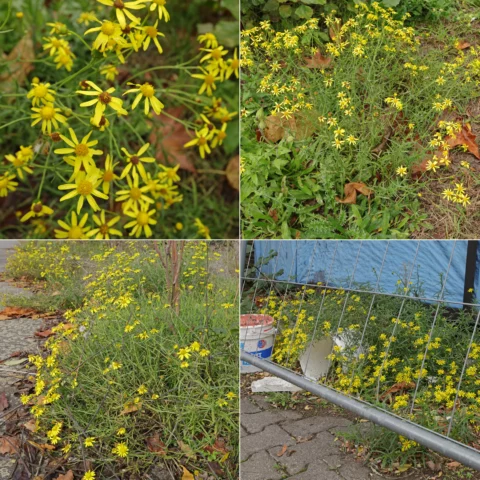 giftiges invasives Greiskraut