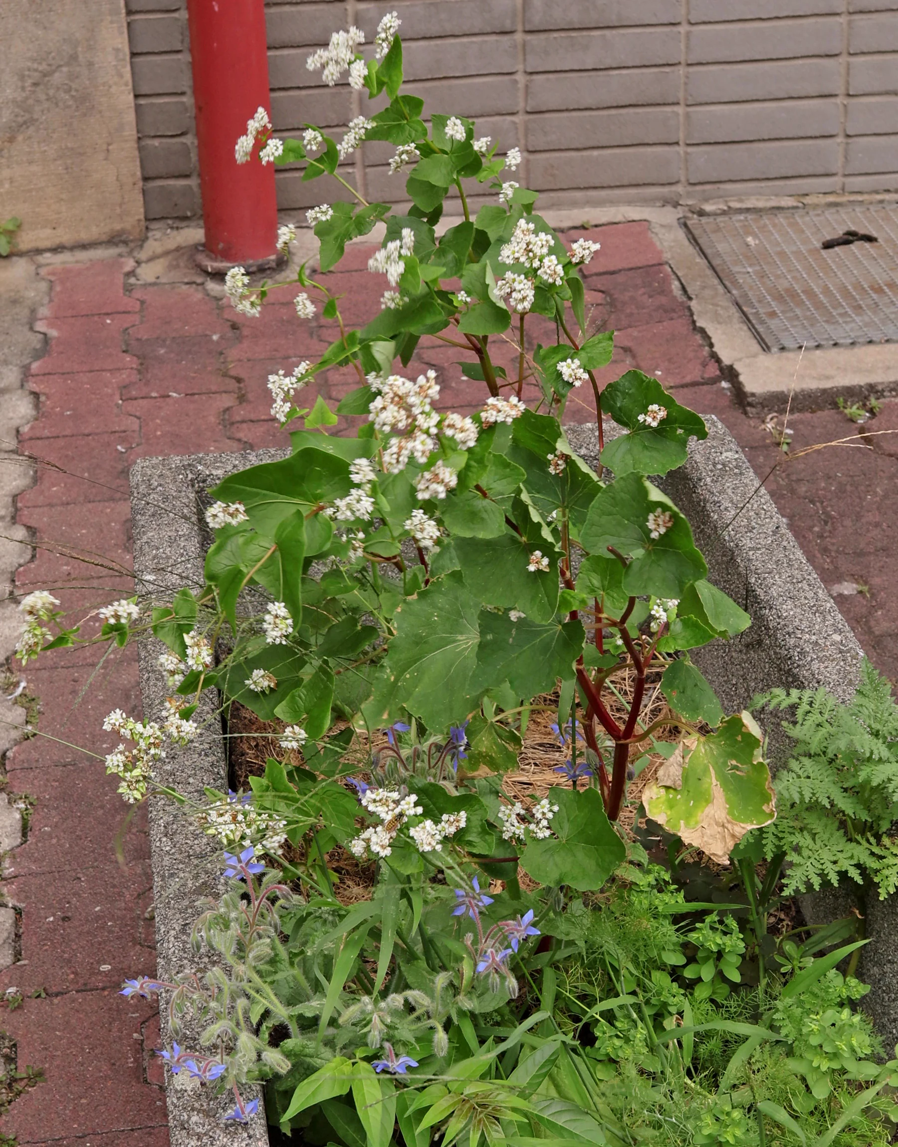 Buchweizen in Pflanzkübel