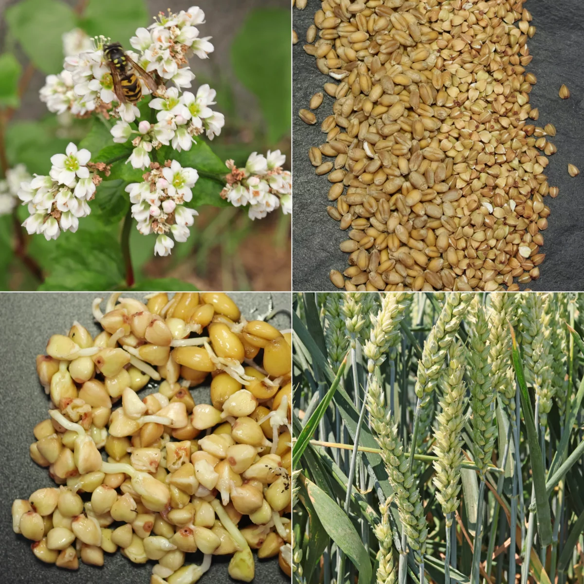 Buchweizen ist kein Weizen