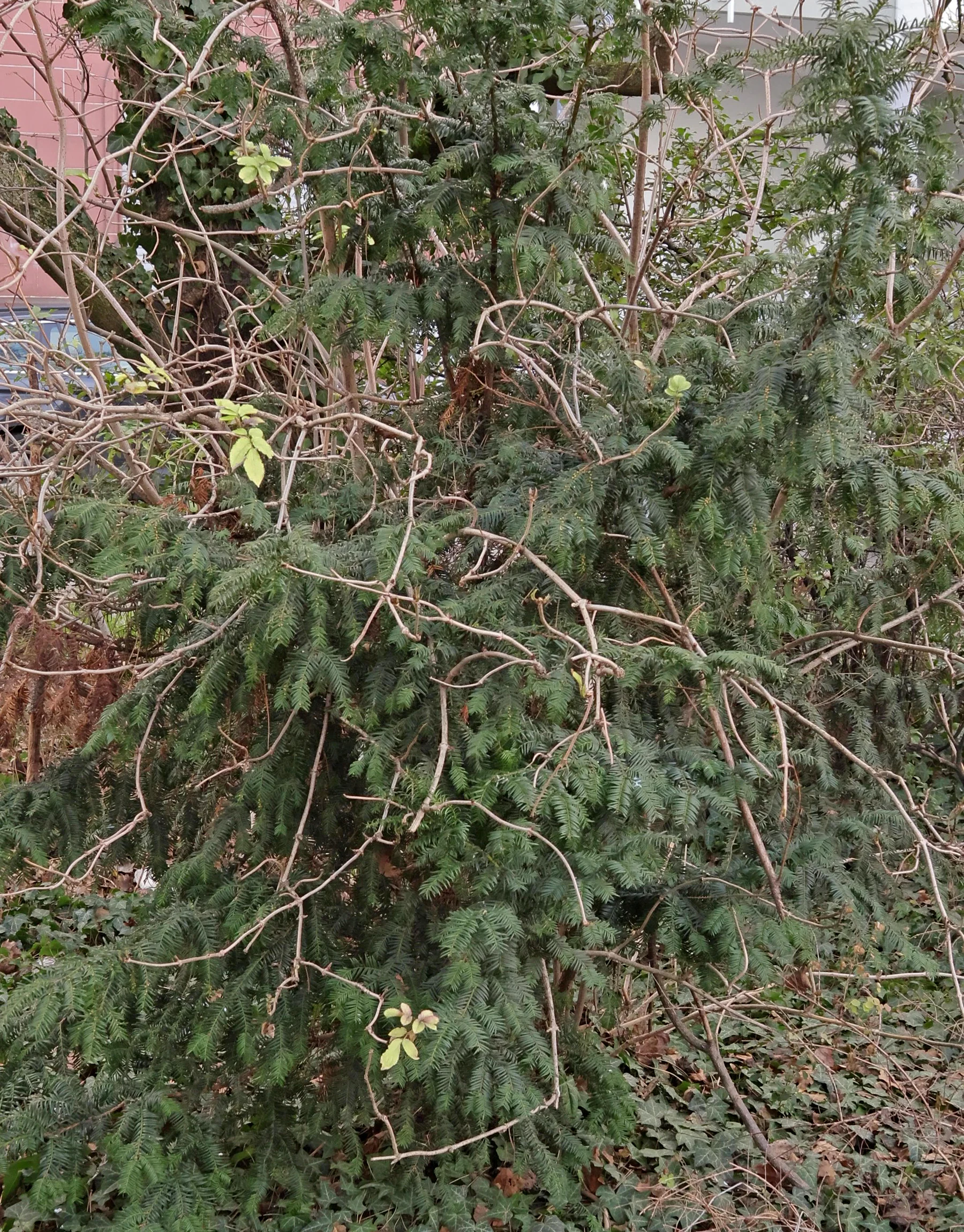 Eibe Taxus im Winter
