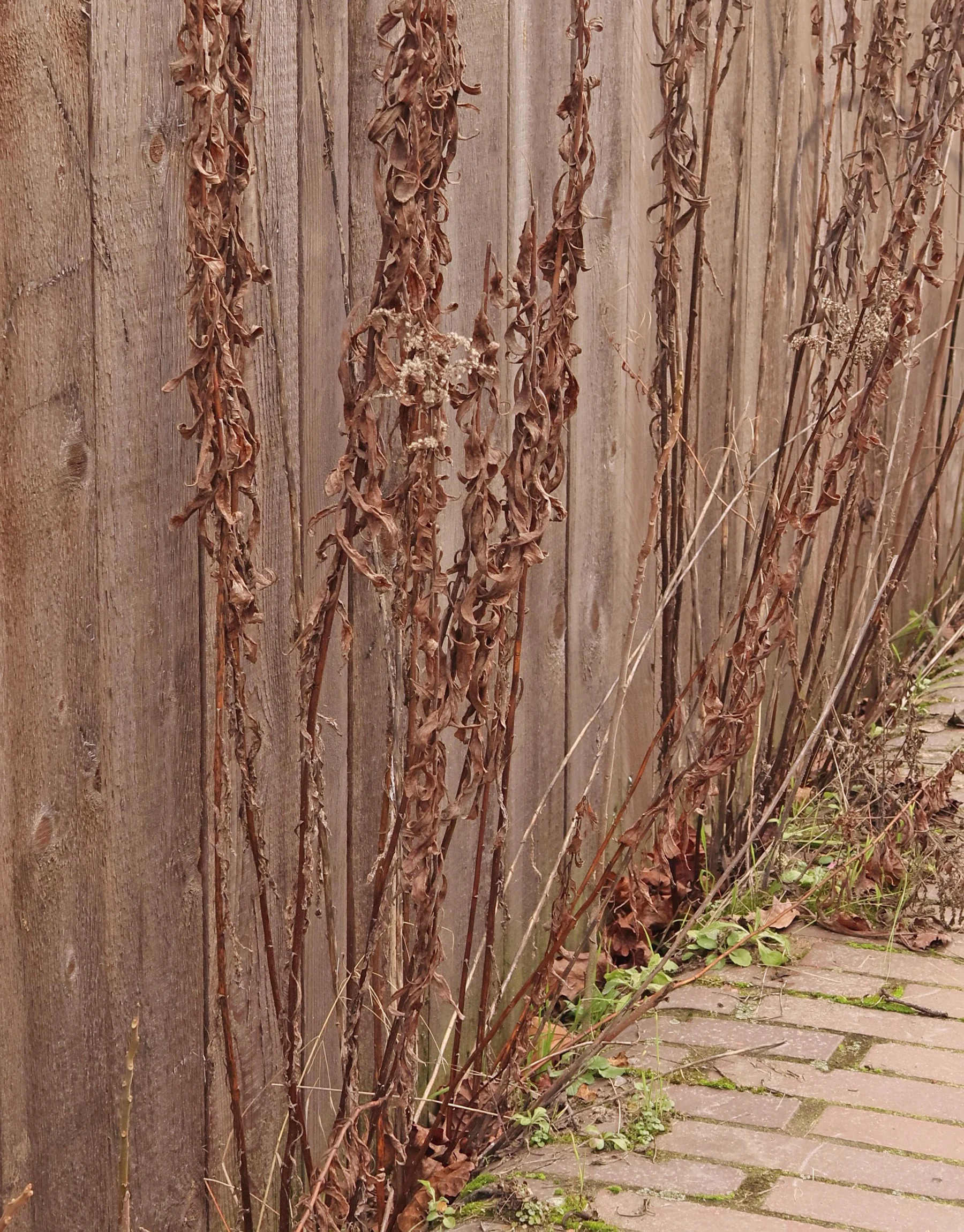 Goldrute Solidago im Winter