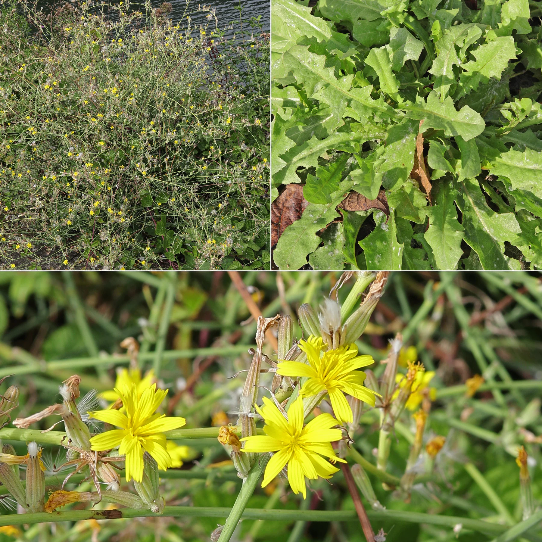 Großer Knorpellatich Chondrilla juncea