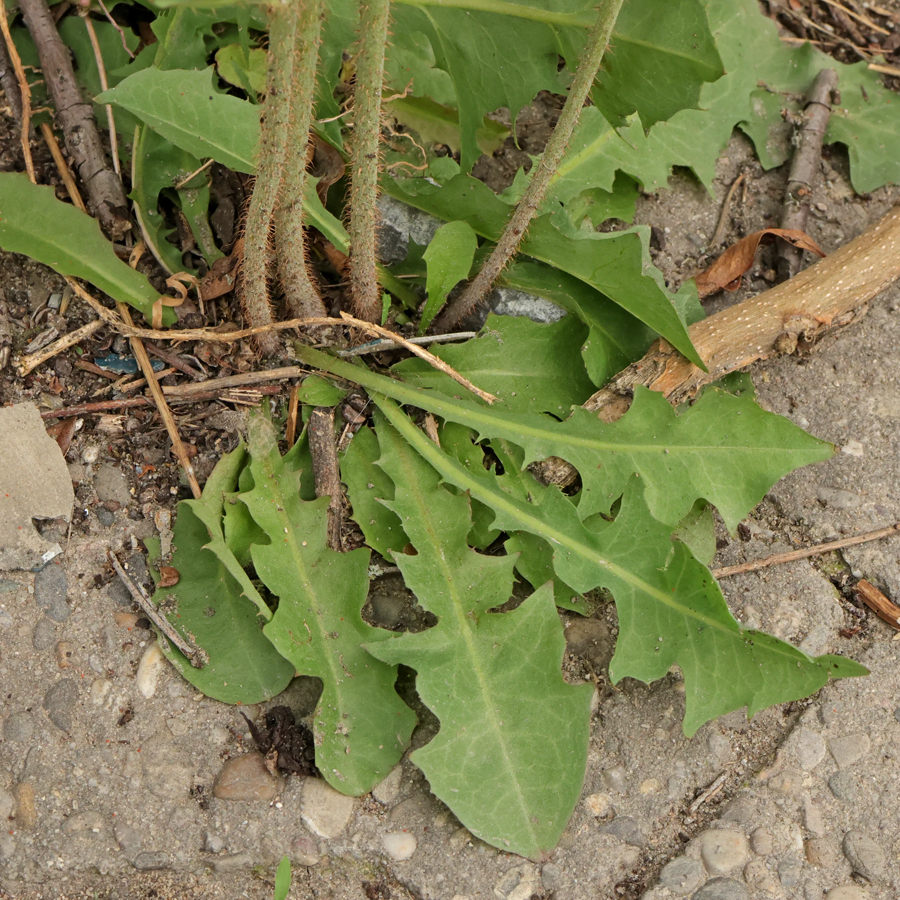 Großer Knorpellatich Grundblätter