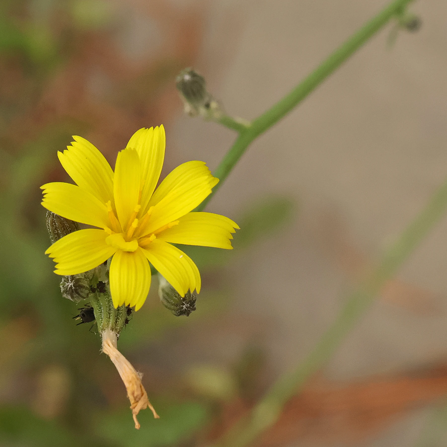 Großer Knorpellattich Blüte
