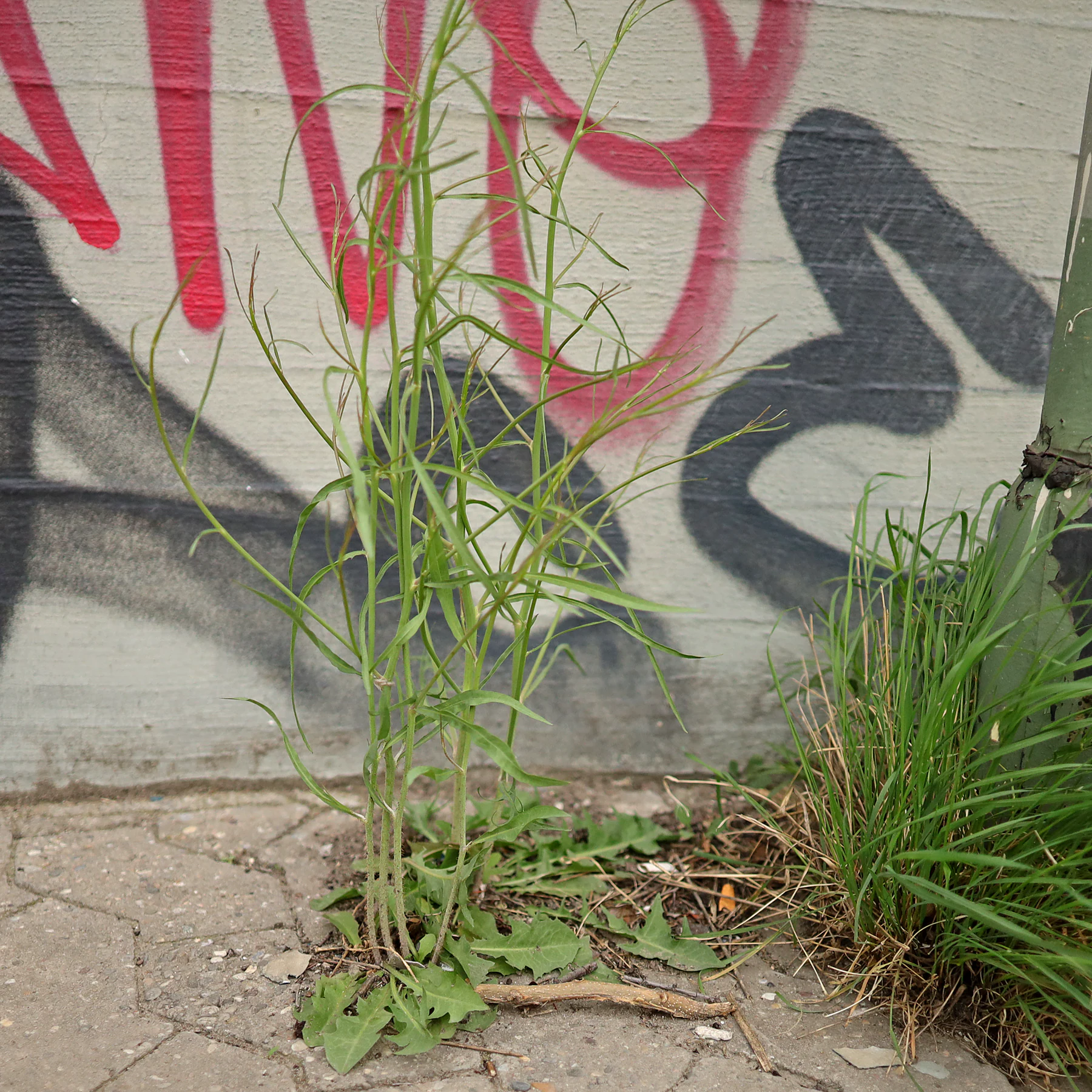 Großer Knorpellattich Habitus