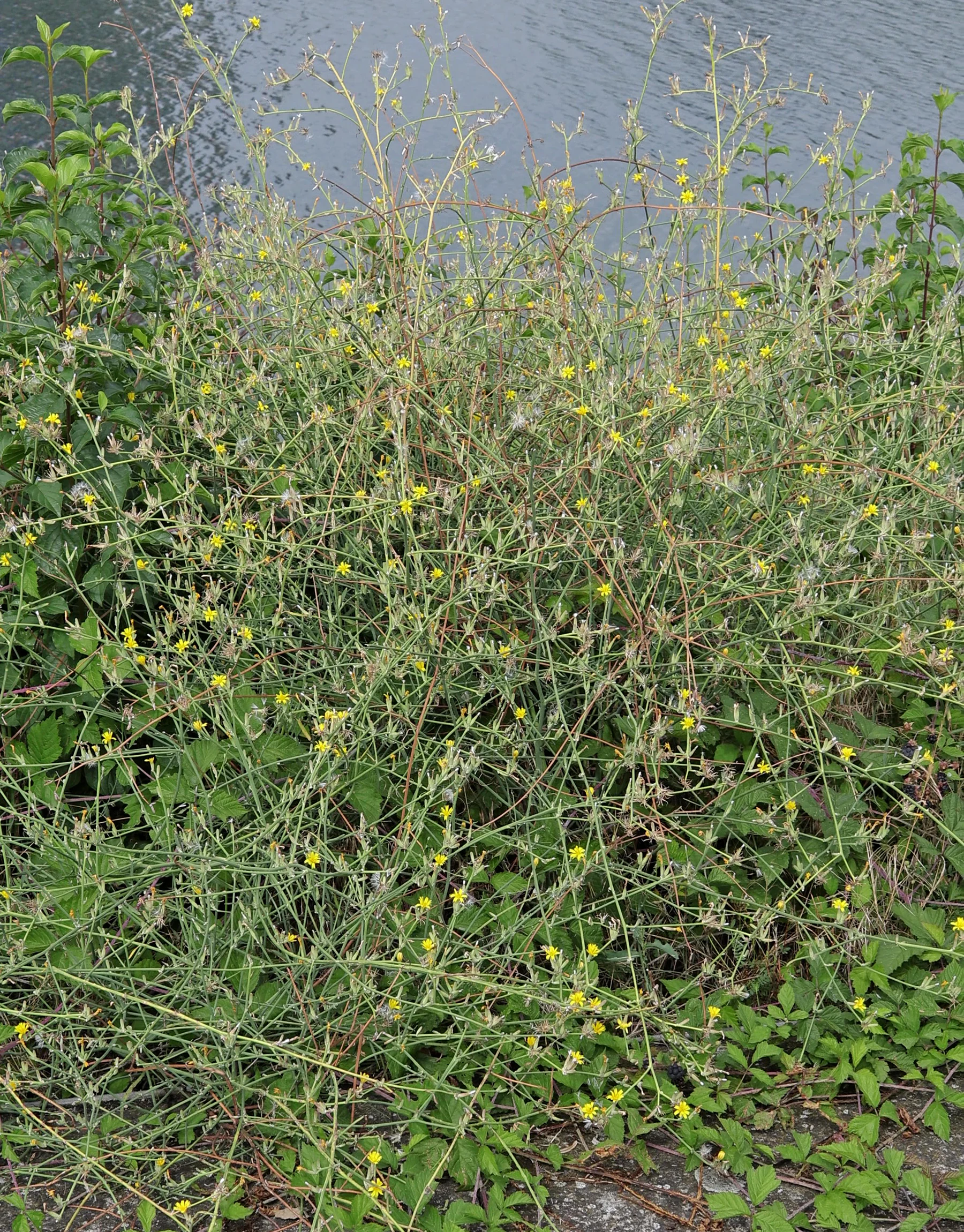 Knorpellattich am Wegrand