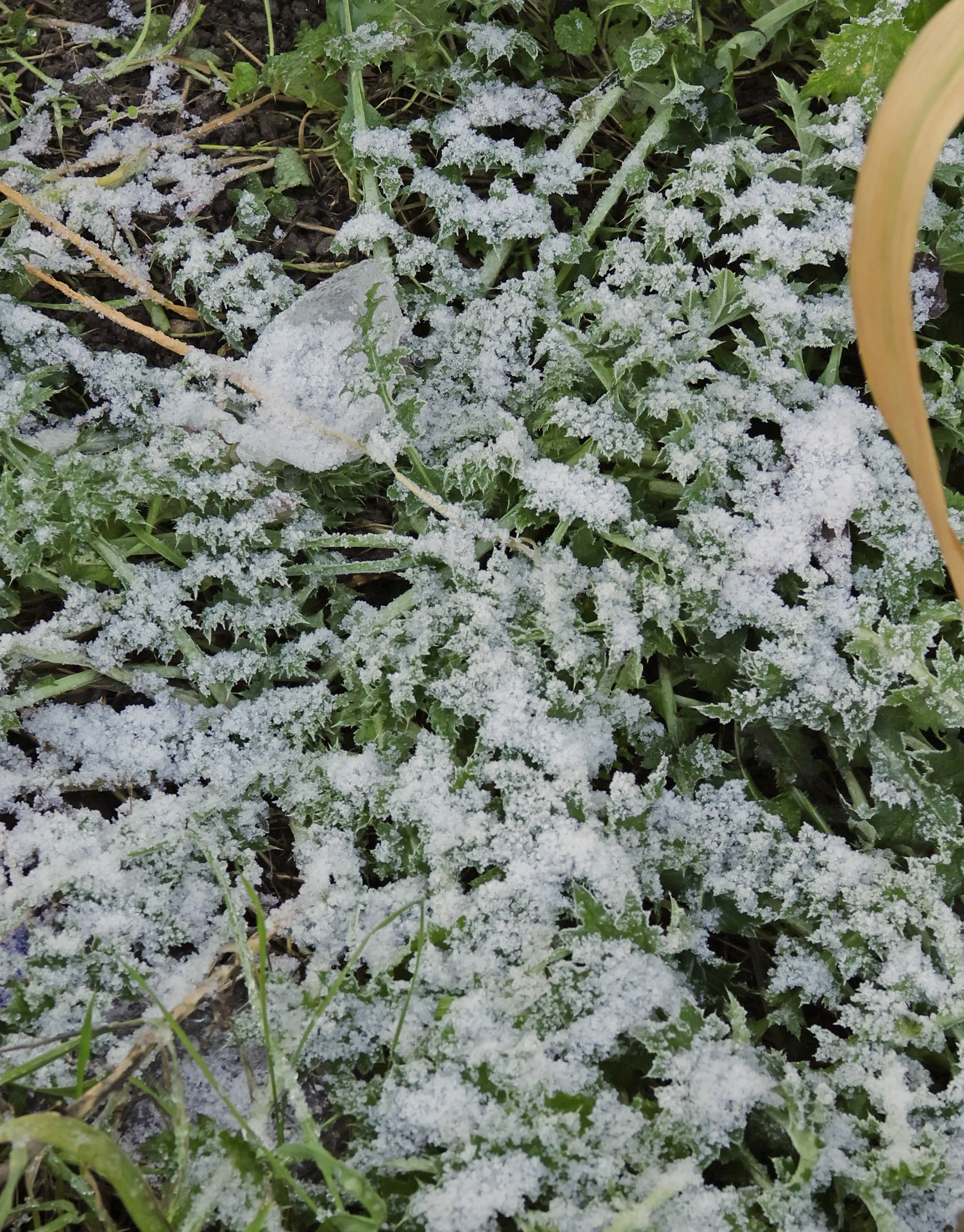 Kratzdistel Grundblätter im Schnee