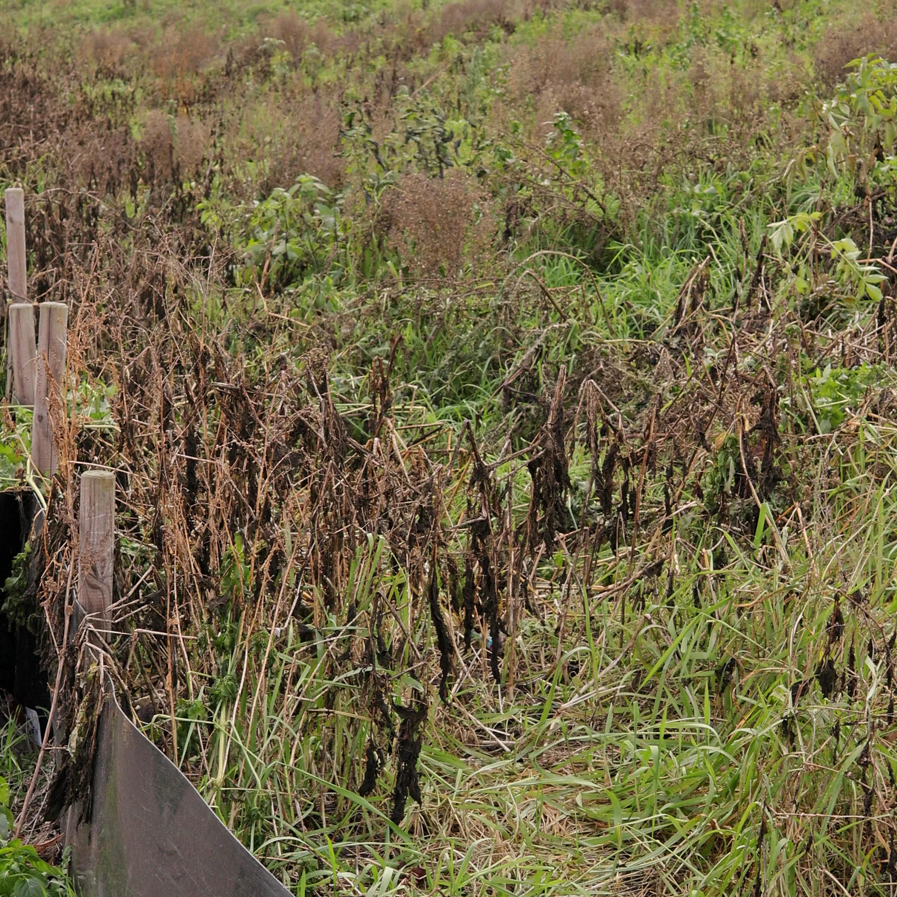 Solanum nigrum im Winter