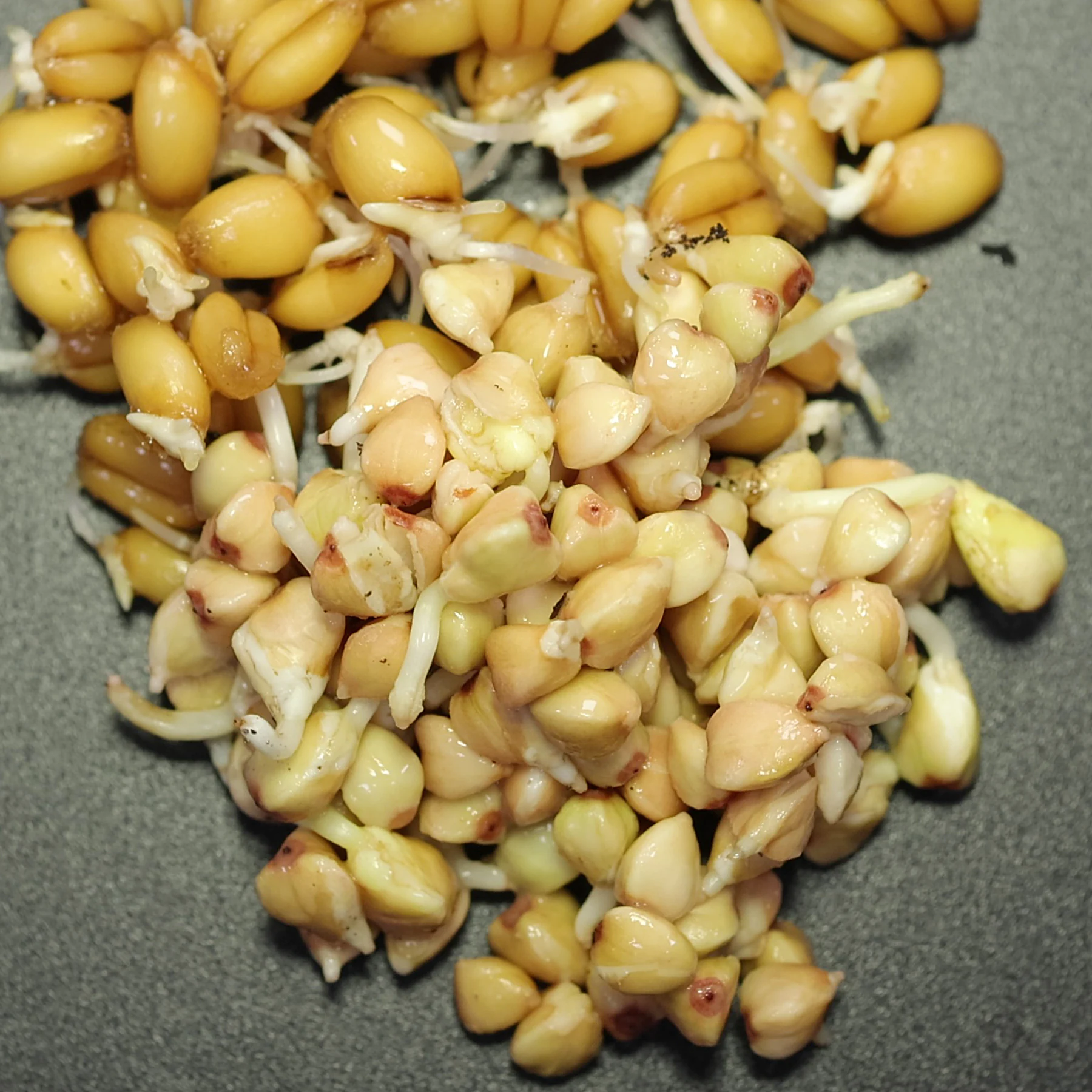 Weizenkeime und Buchweizenkeime