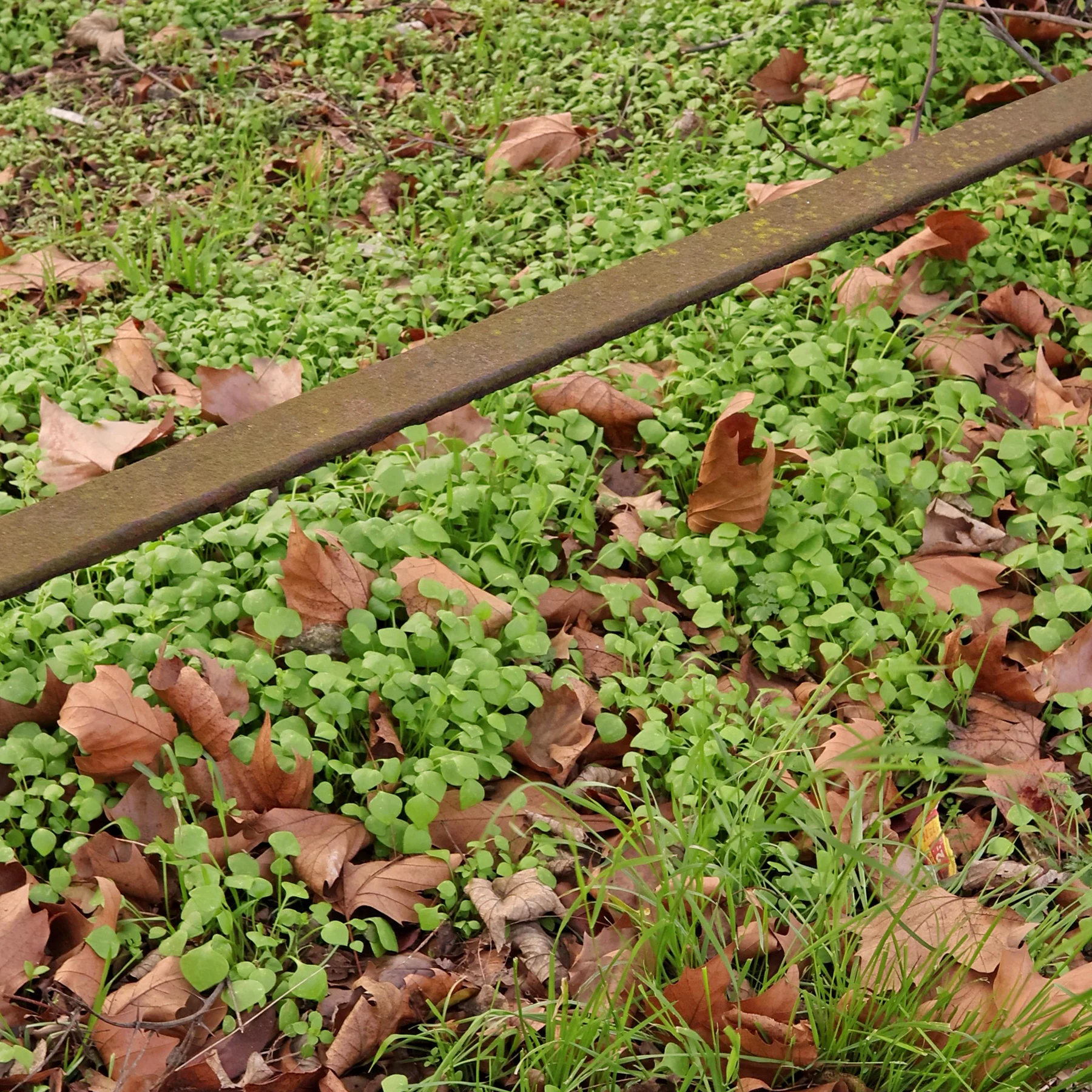 Winter Portulak im Januar