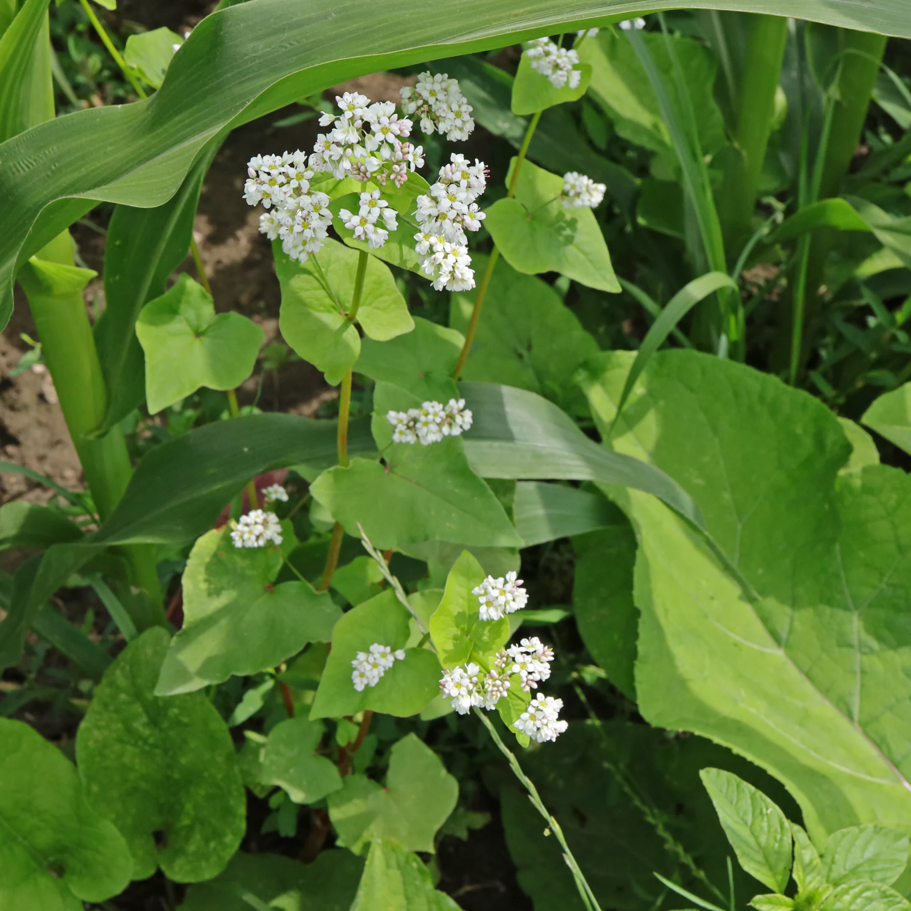 blühender Buchweizen