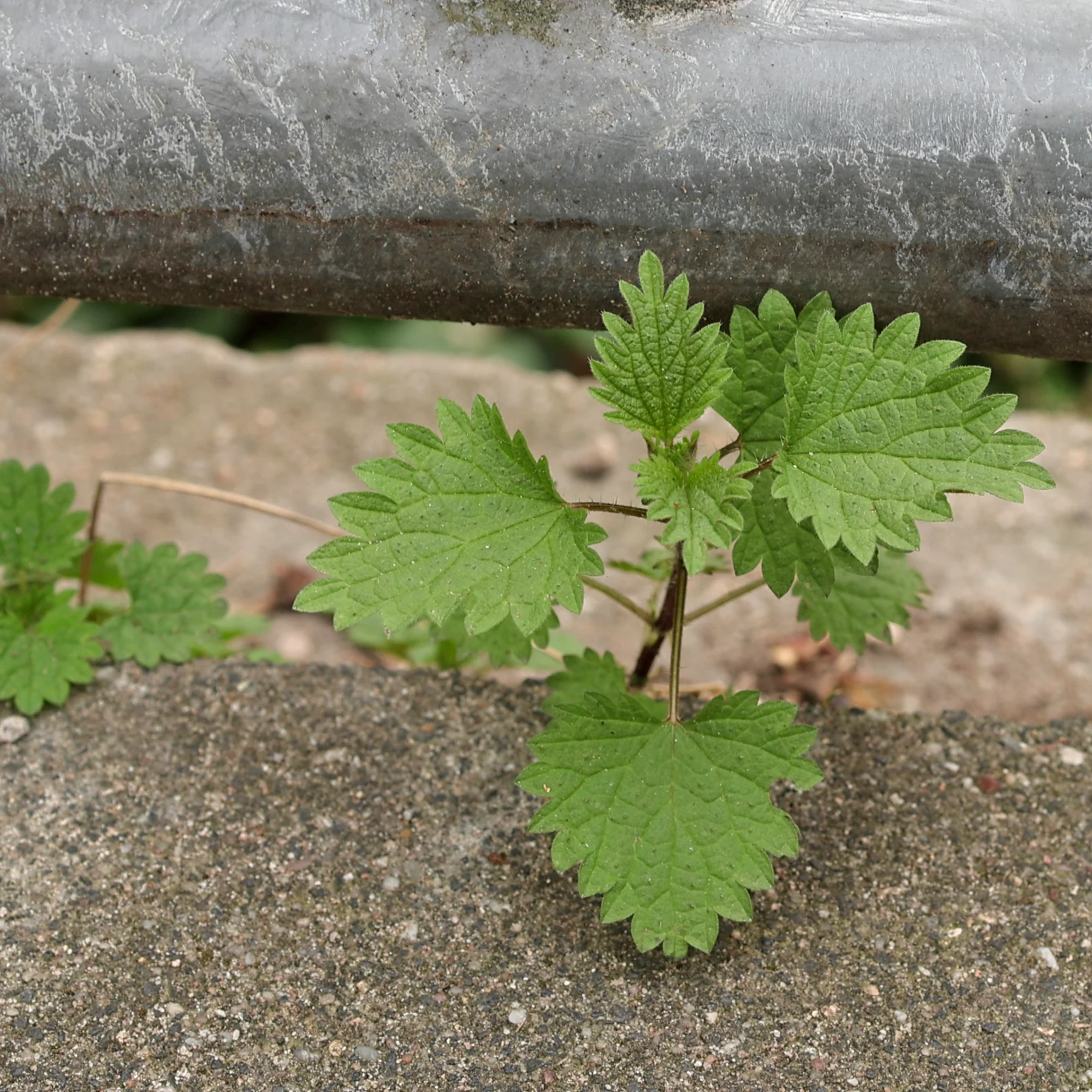 Brennnessel am Wegrand