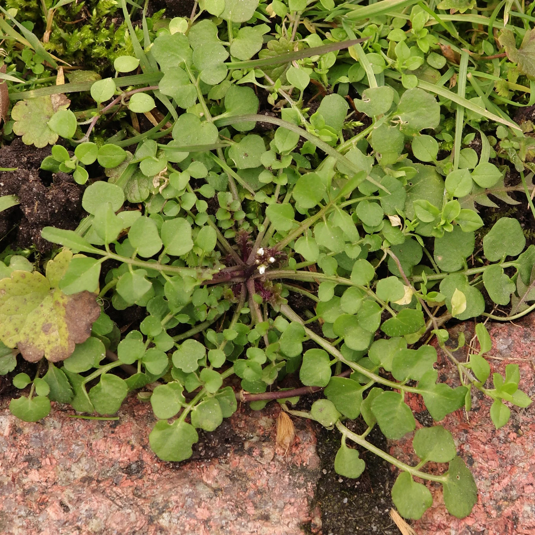 Cardamine hirsuta Behaartes Schaumkraut