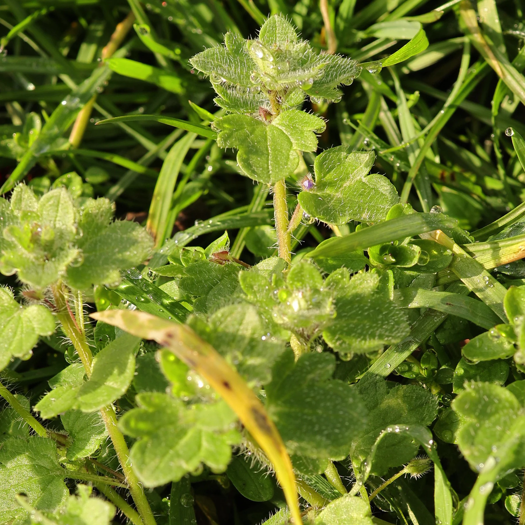 Efeu Ehrenpreis Blütenknospen