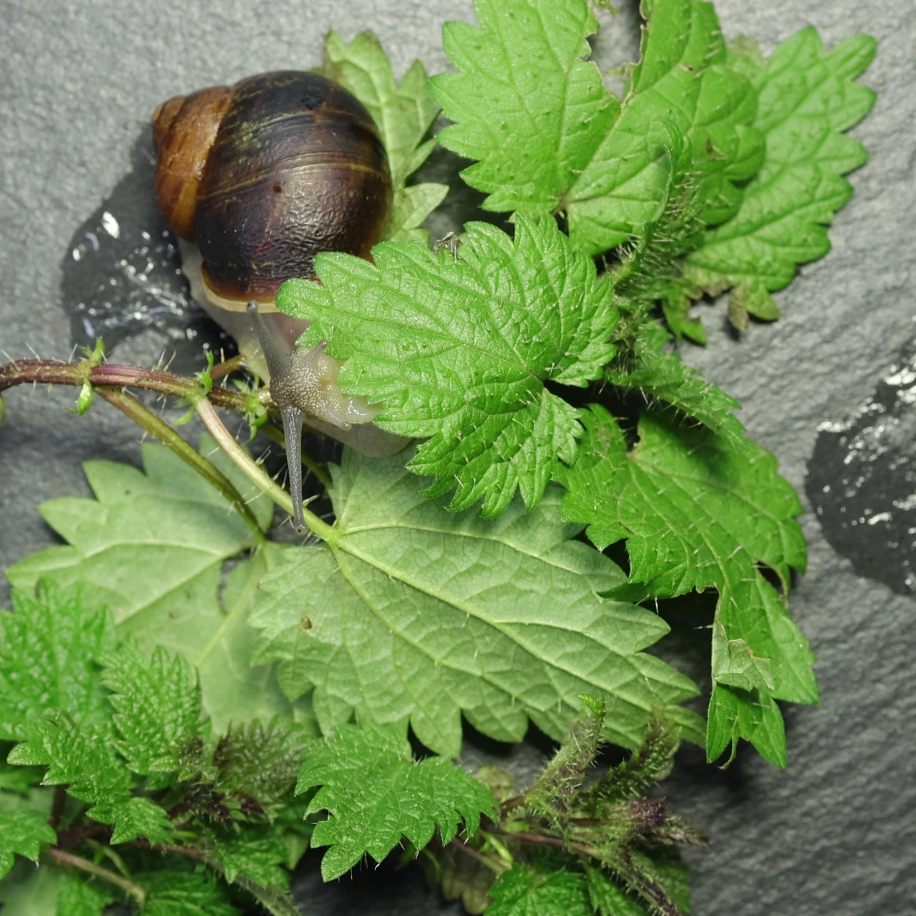 Gefleckte Weinbergschnecke & Große Brennnessel