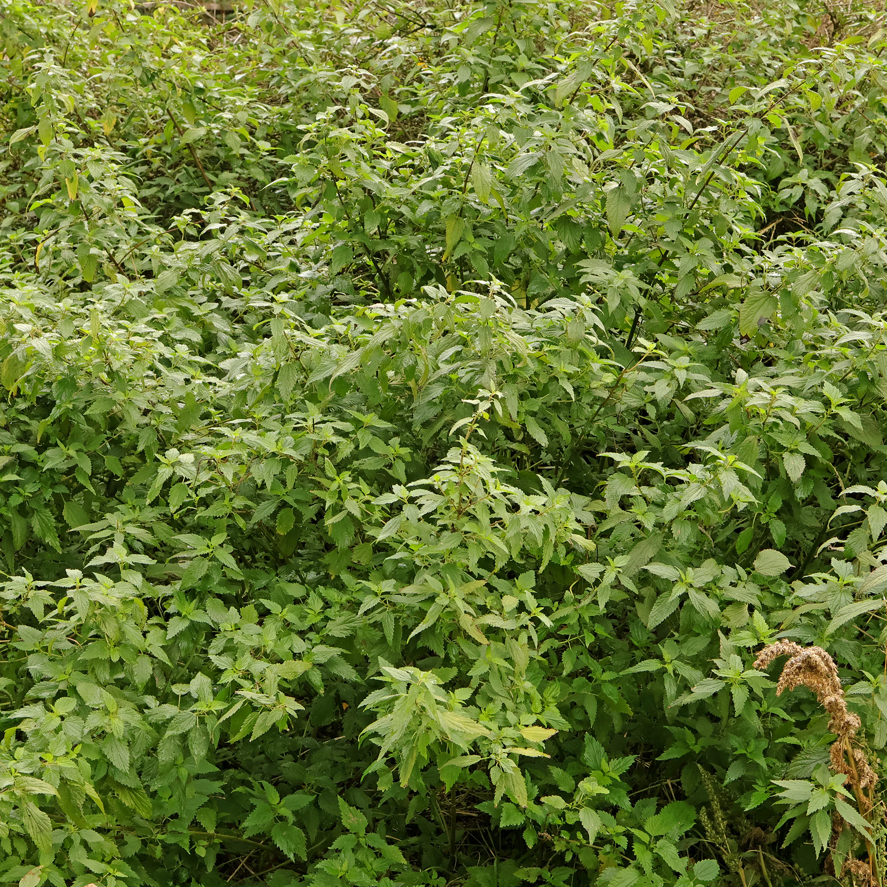 Große Brennnessel Urtica dioica