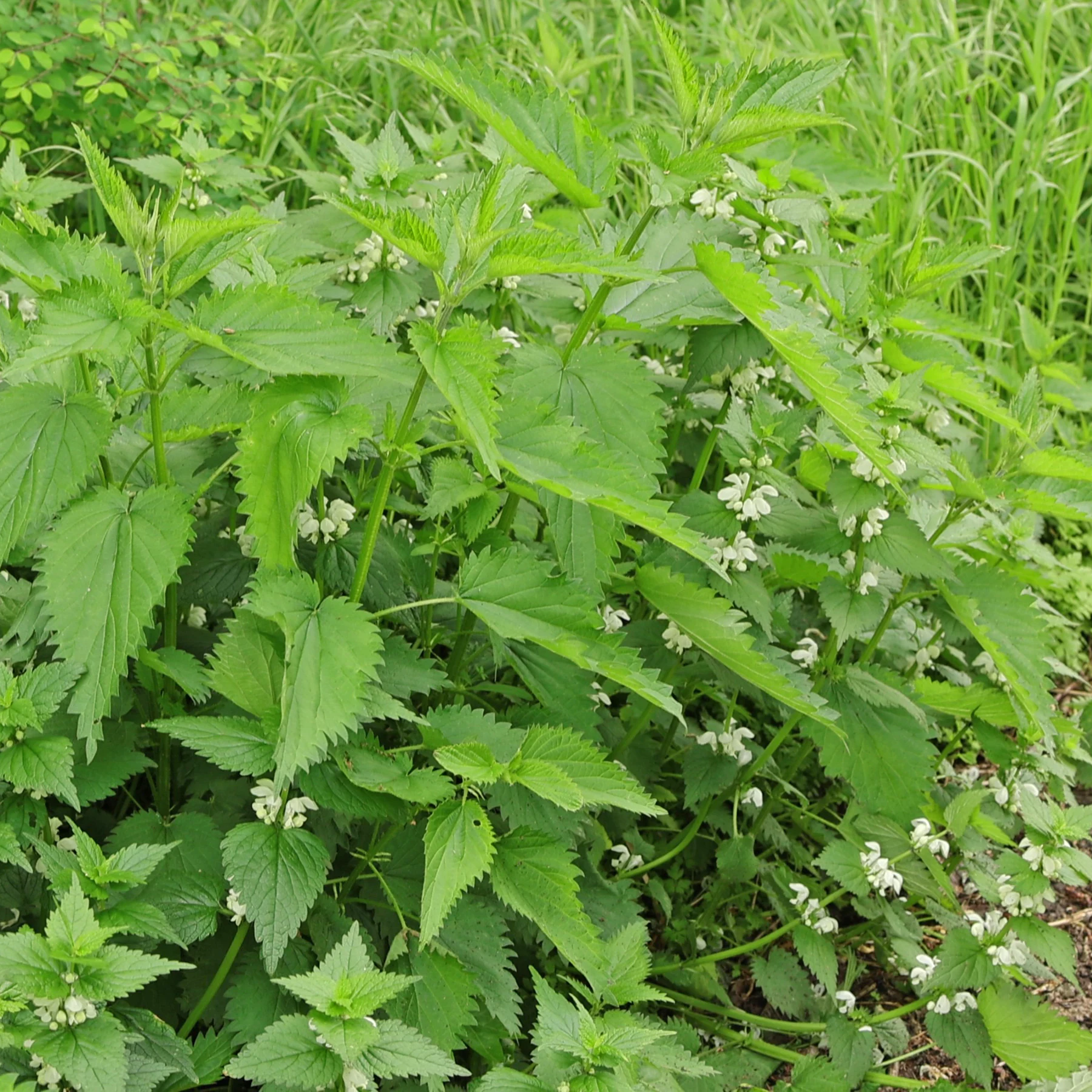 Große Brennnessel & Weiße Taubnessel