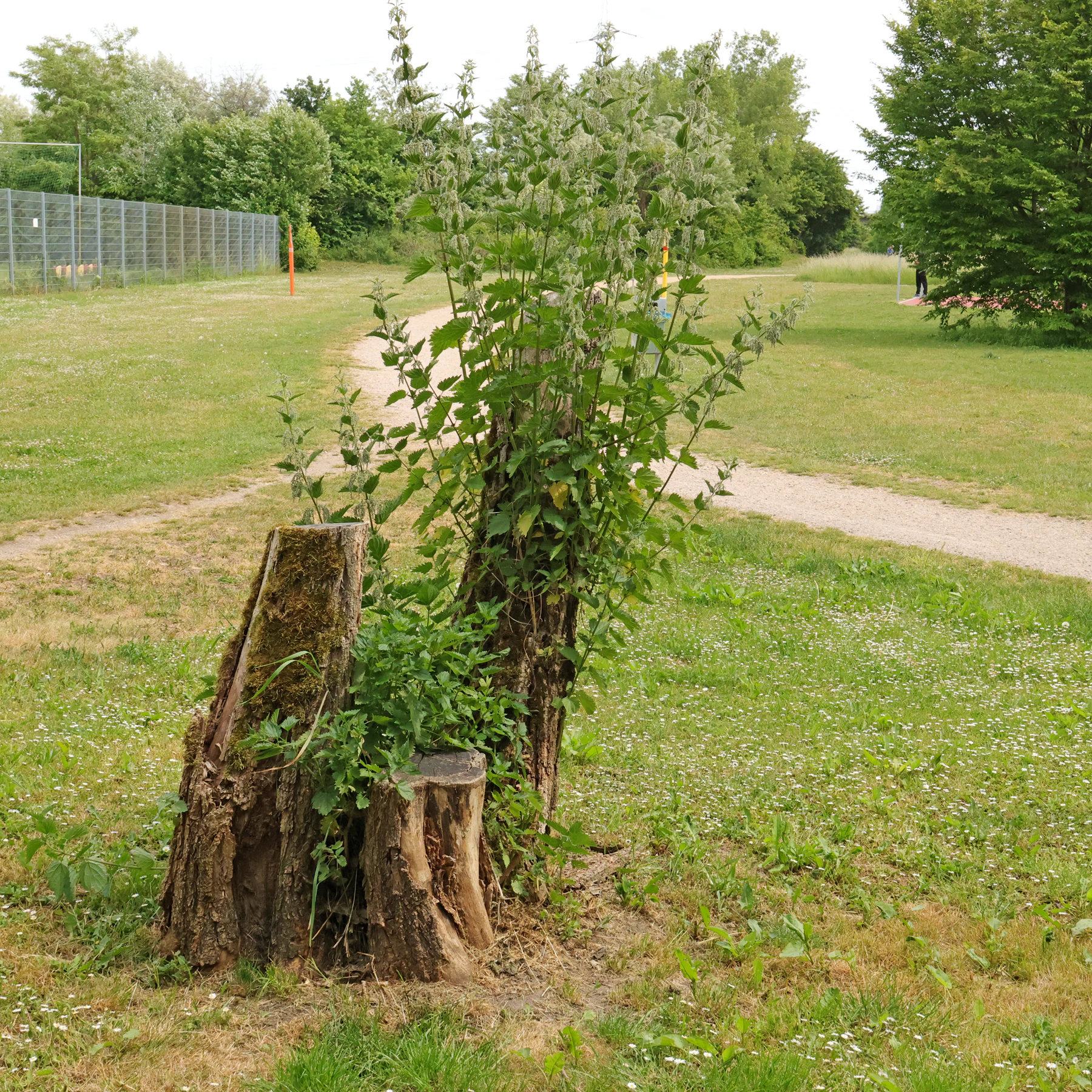 Große Brennnessel auf Baumstumpf