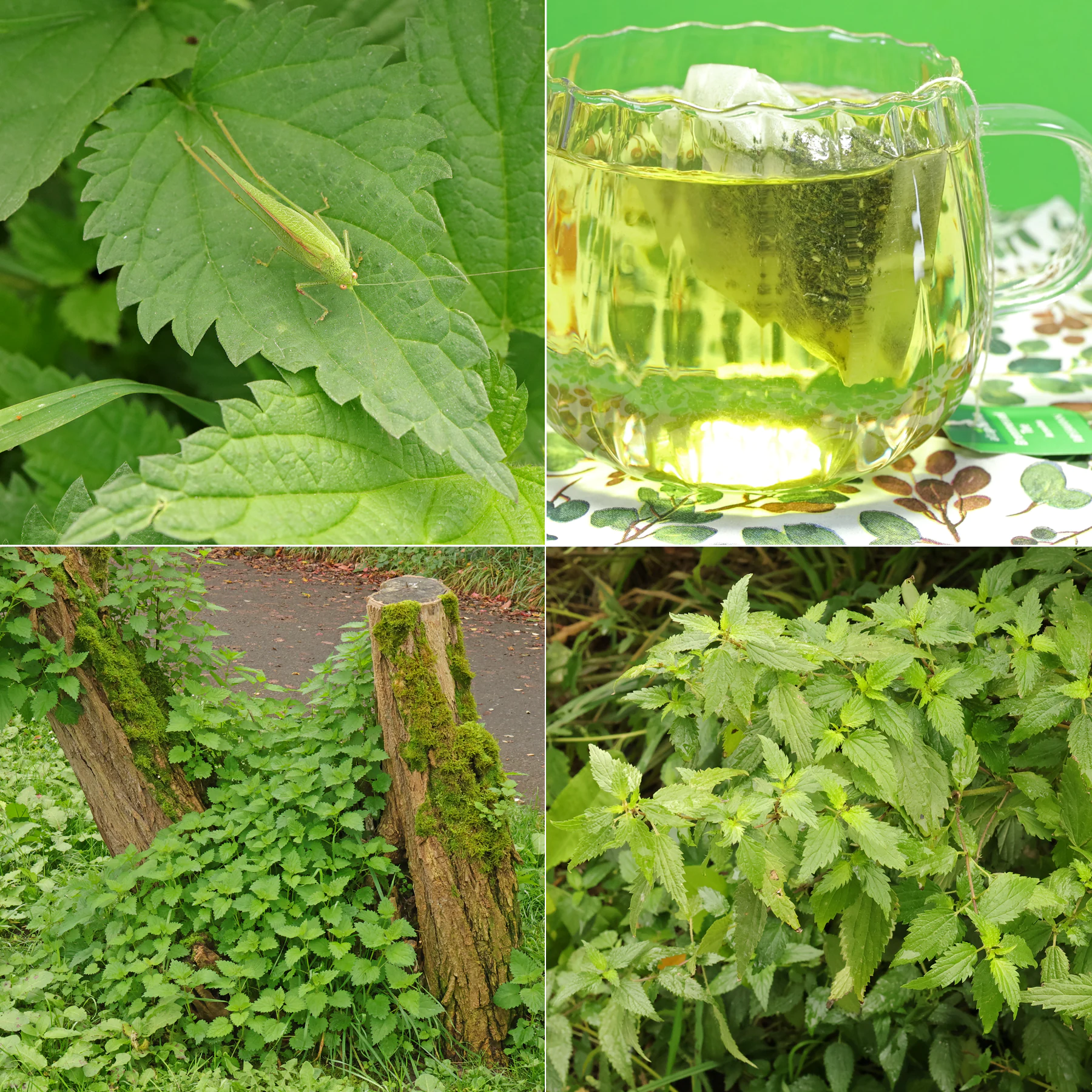 Große Brennnessel vielseitig nutzbar