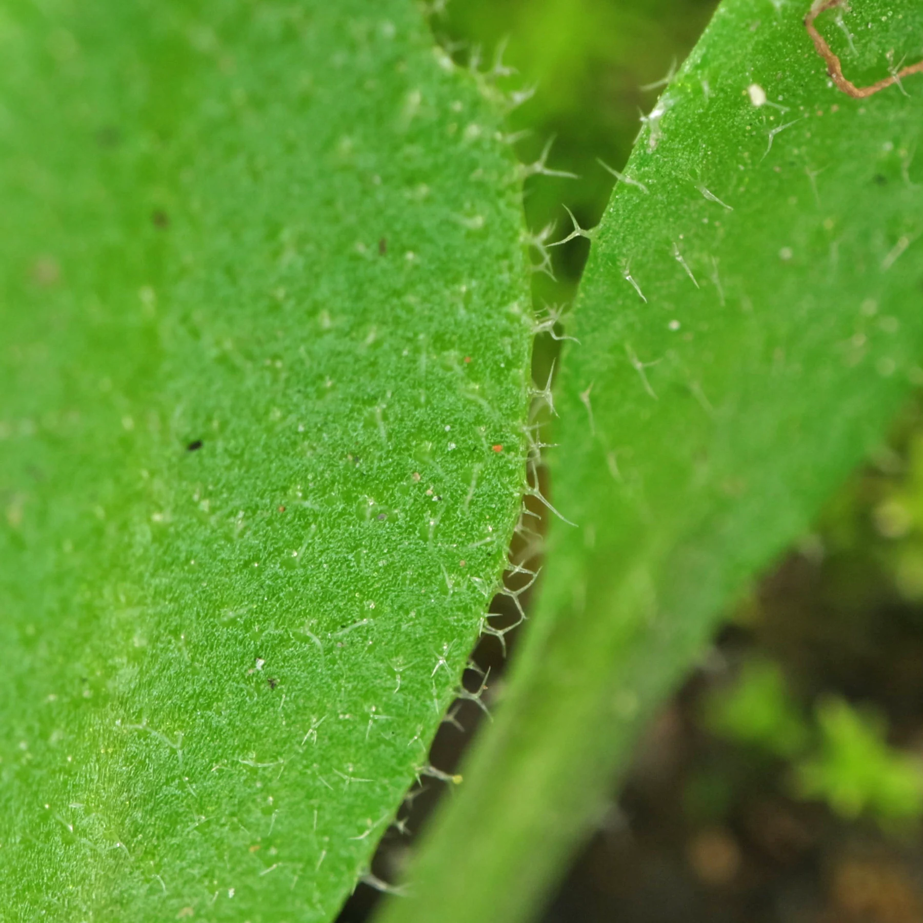 Hungerblümchen Blatt Gabelhaare