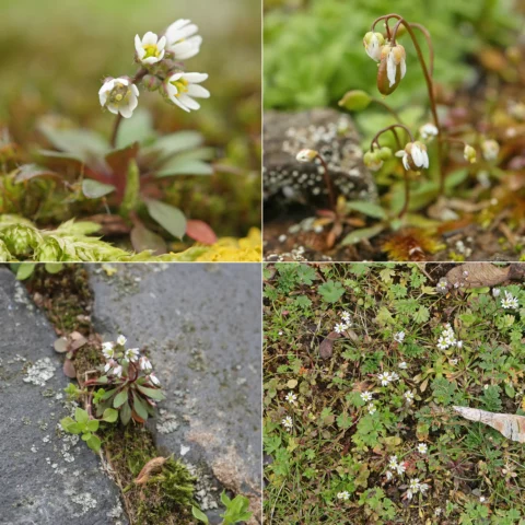 Hungerblümchen Draba