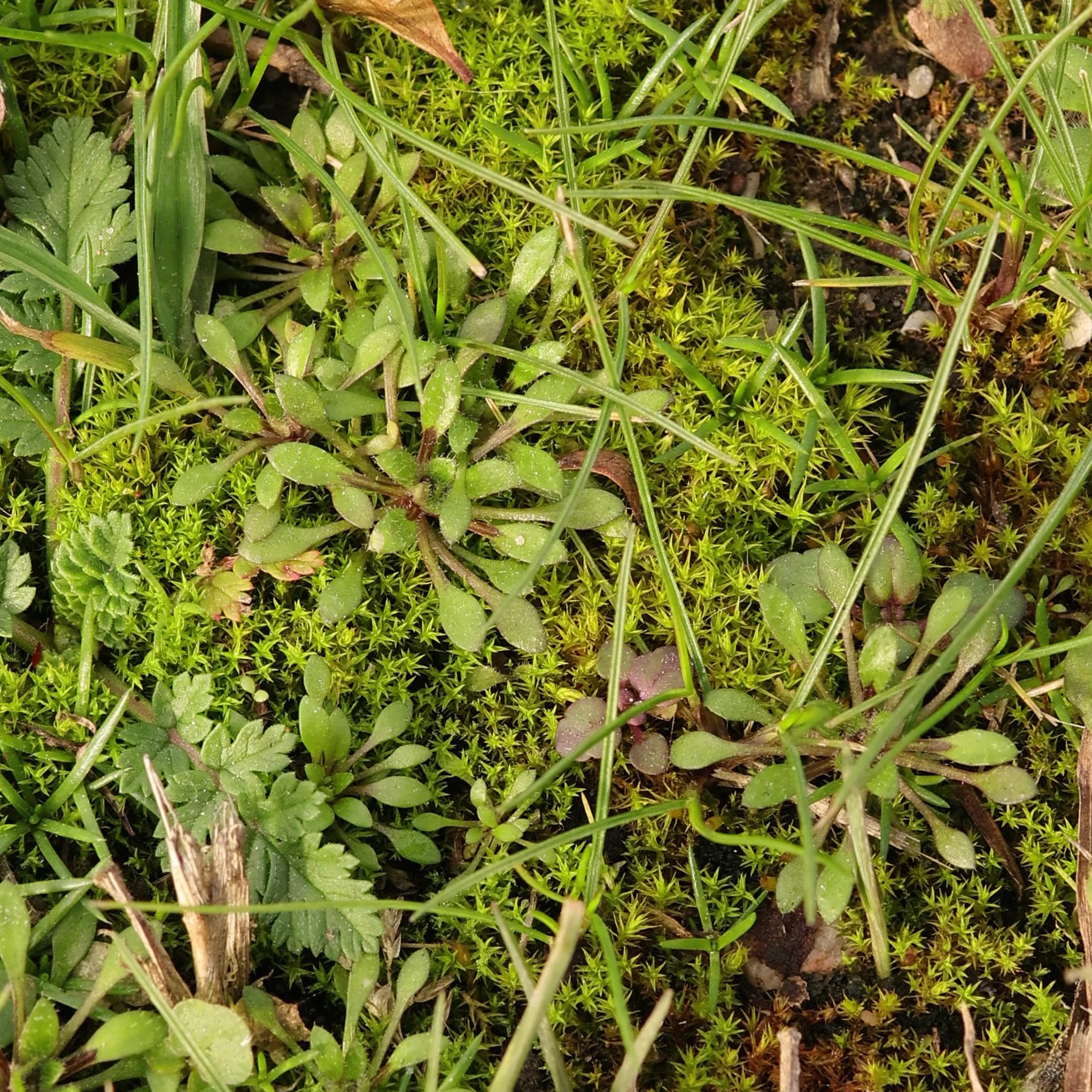 Hungerblümchen Draba verna