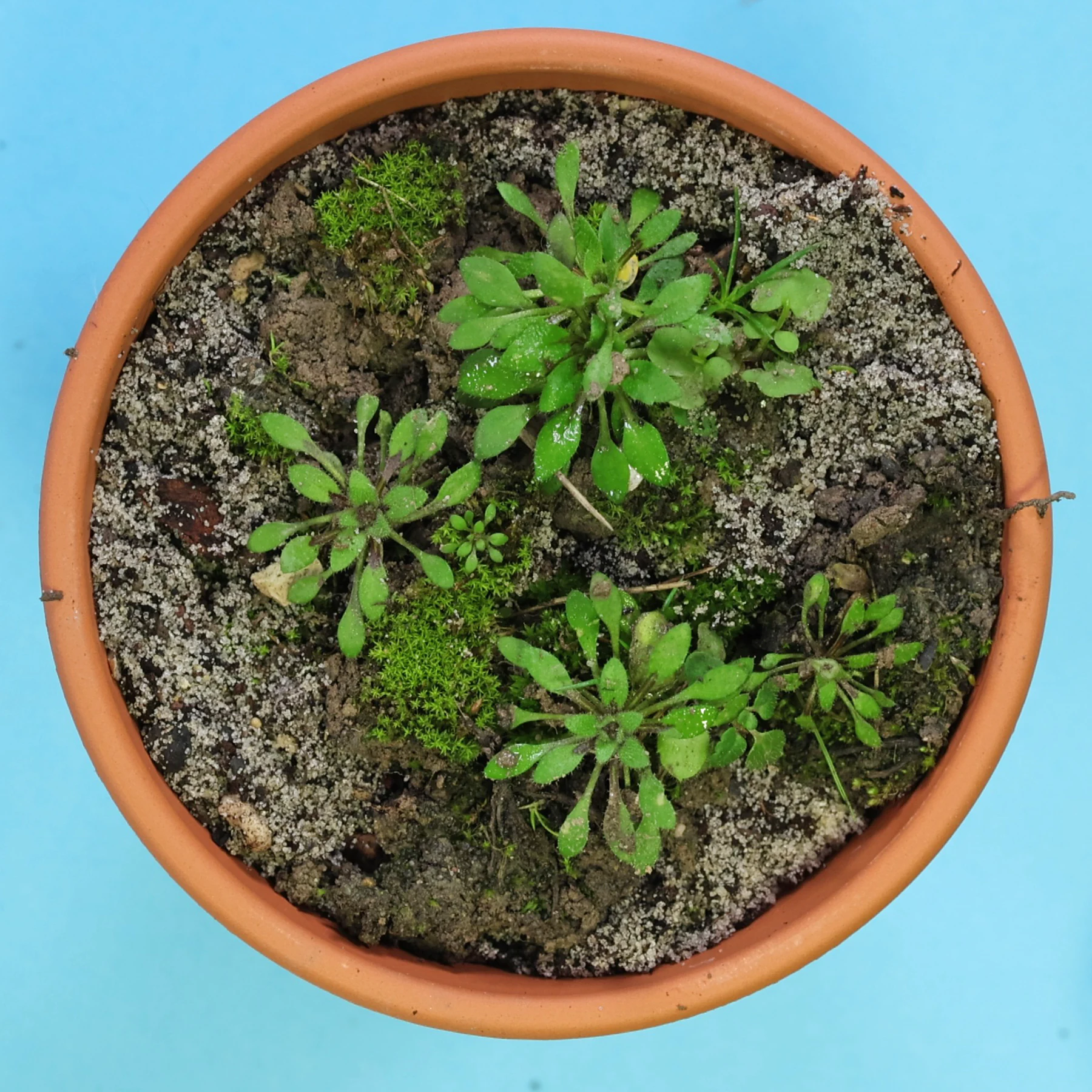 Hungerblümchen im Topf
