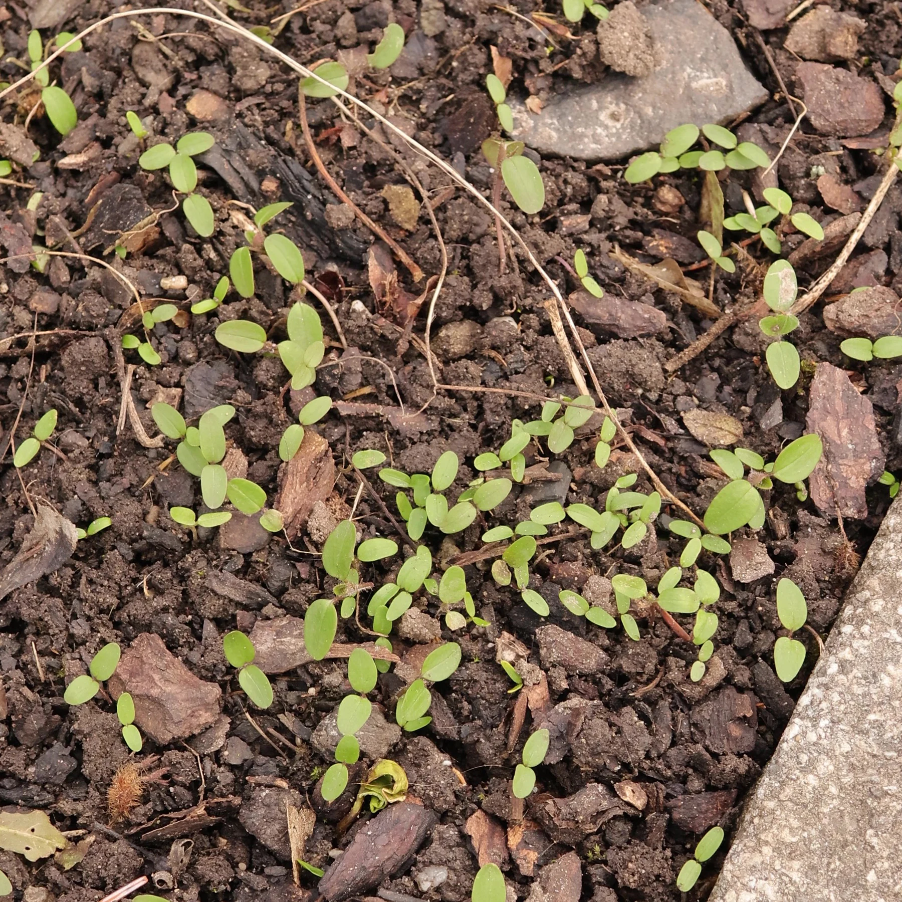 Keimlinge Samen im Januar