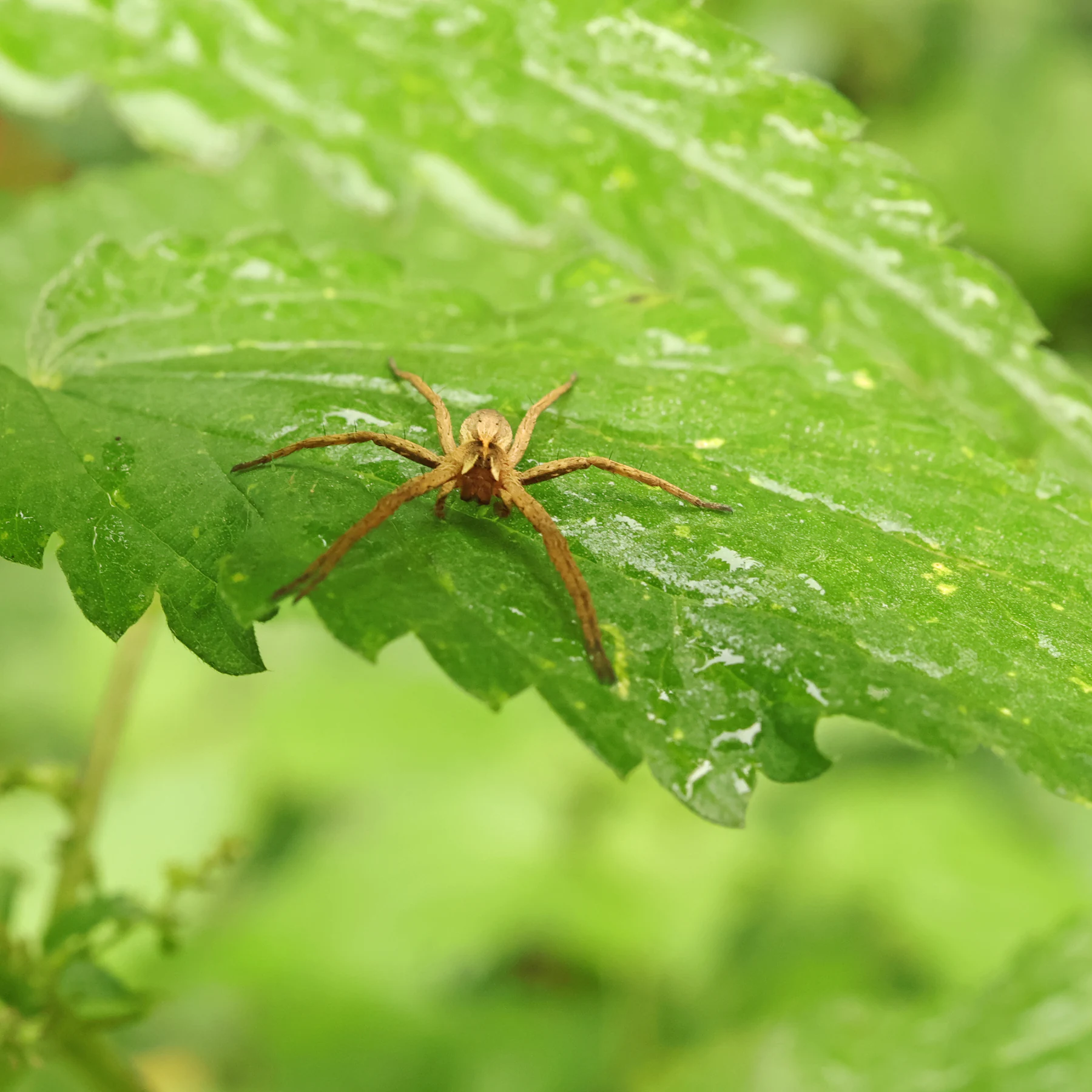 Listspinne auf Brennnessel