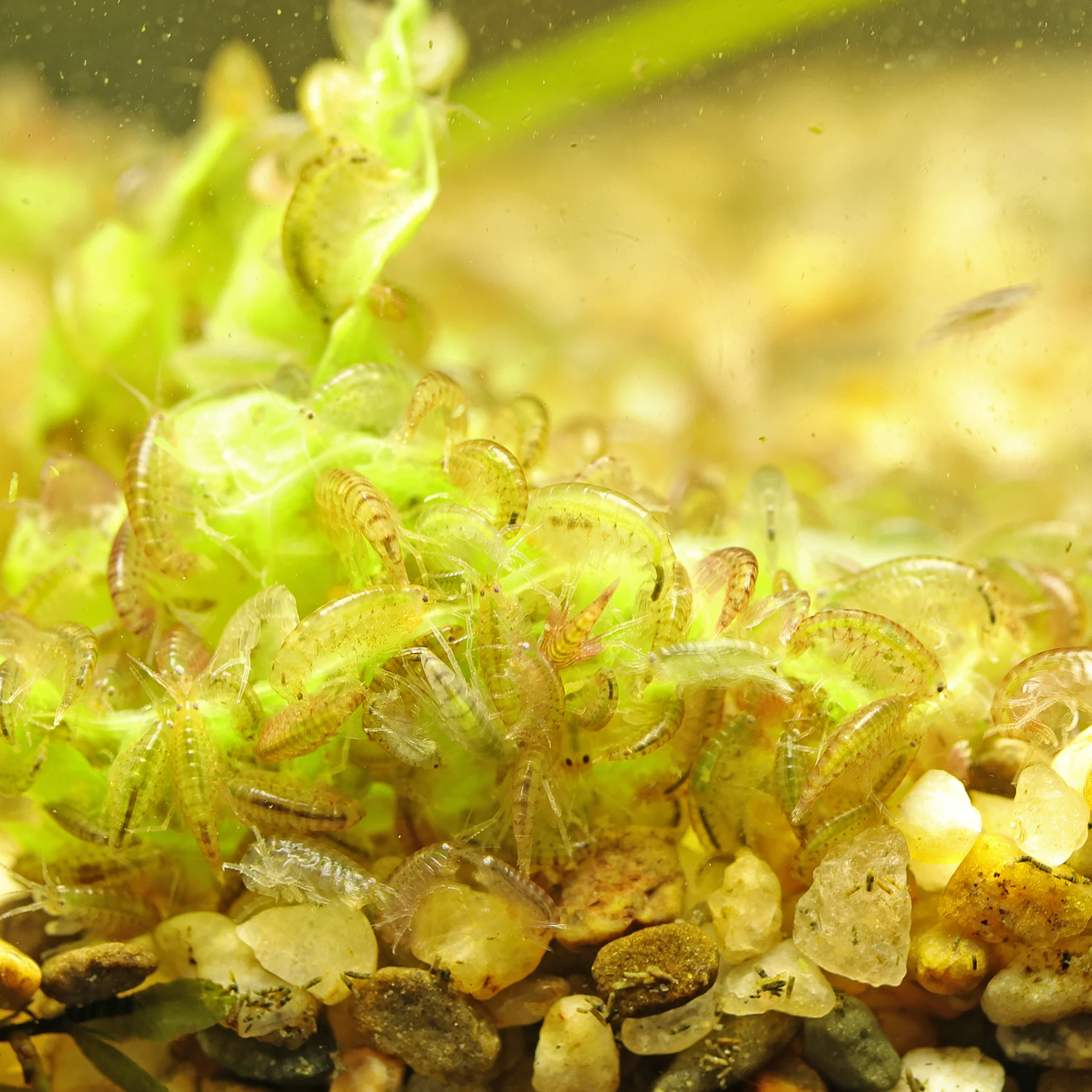 Mexikanischer Flohkrebs