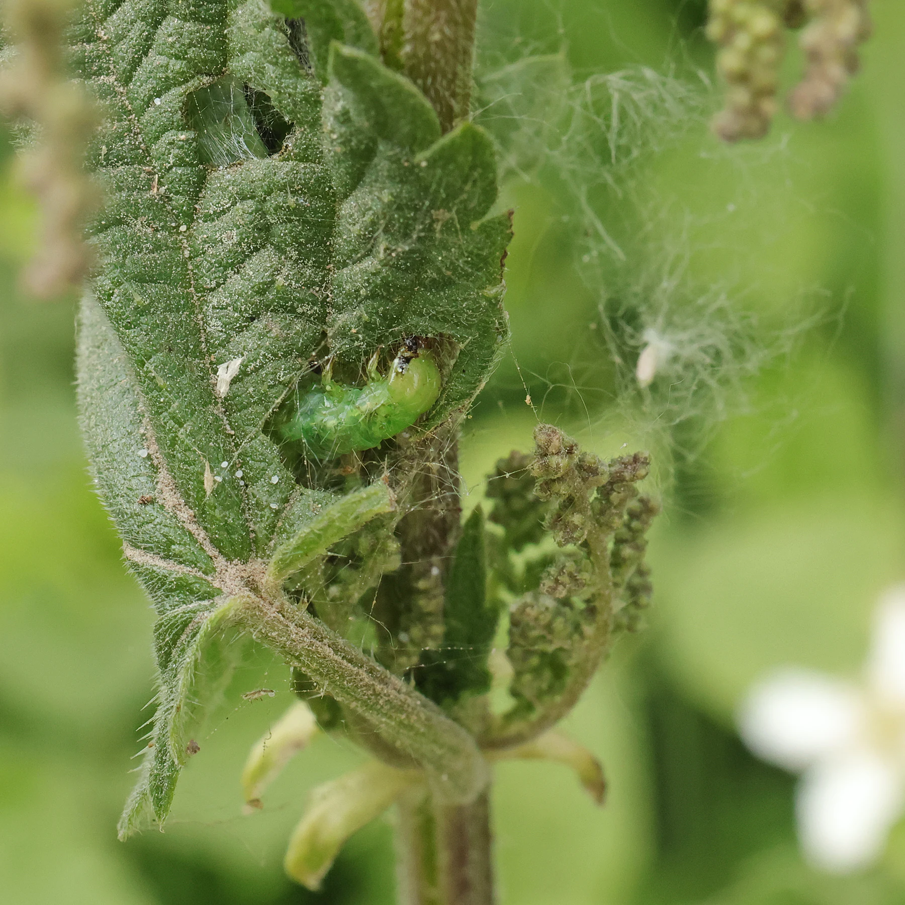 Nesselzünsler Raupe