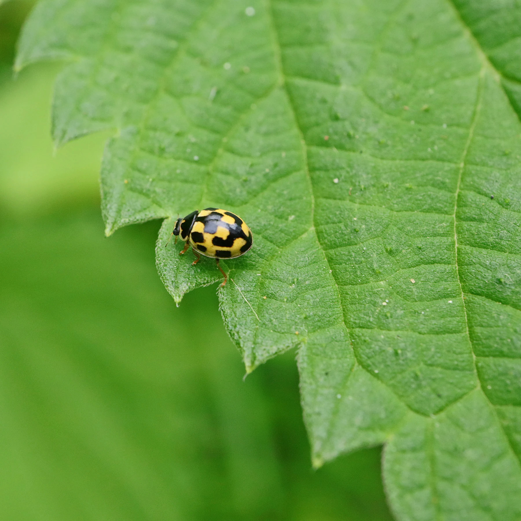 Vierzehnpunkt Marienkäfer auf Brennnessel