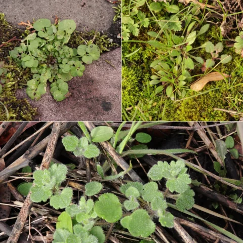 Vorboten des Frühlings