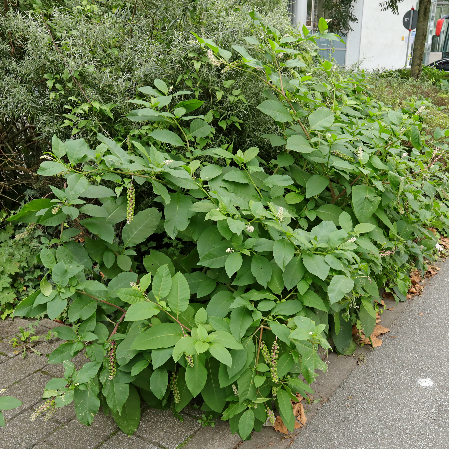 invasive Amerikanische Kermesbeere