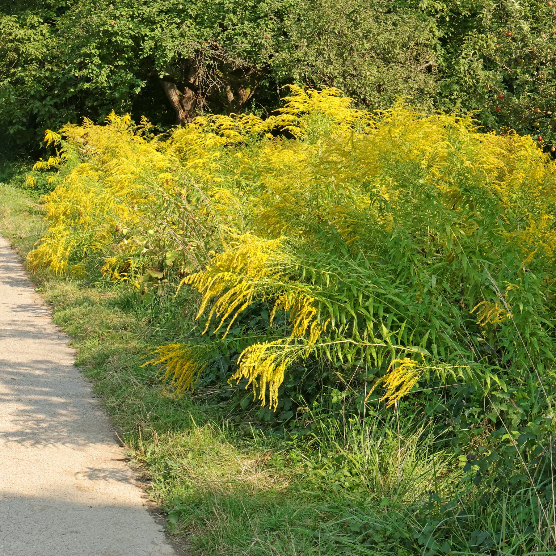 invasive Goldrute Solidago