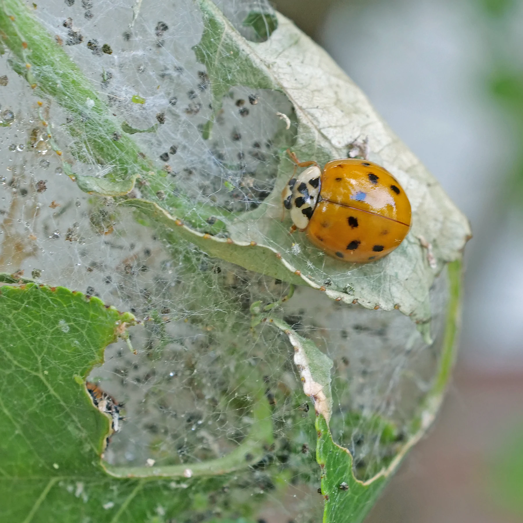 invasiver Asiatischer Marienkäfer