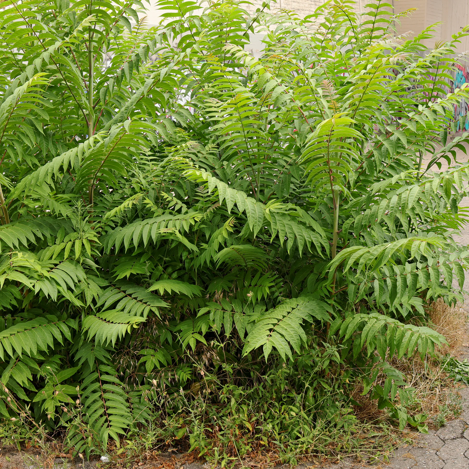 invasiver Götterbaum