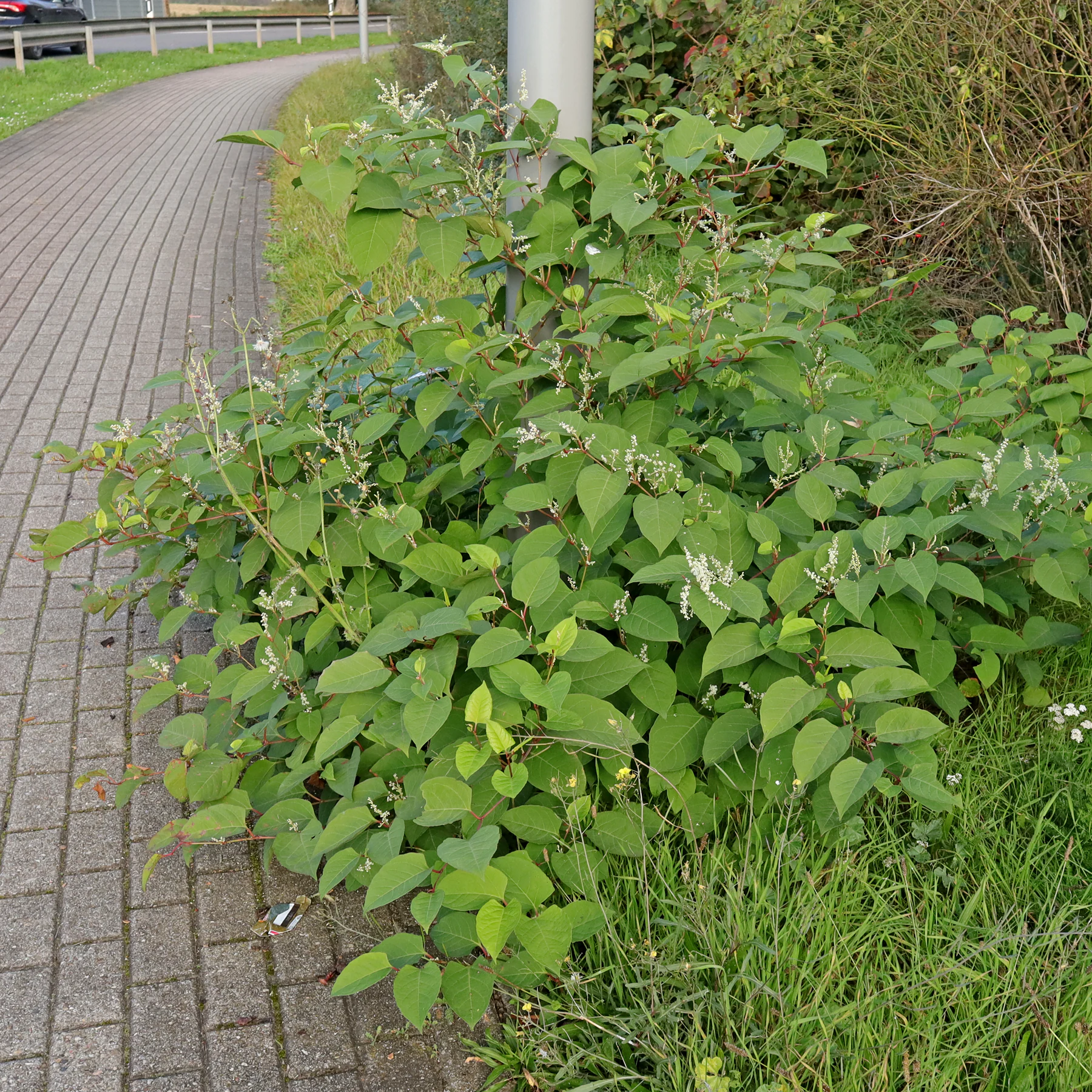 invasiver Staudenknöterich